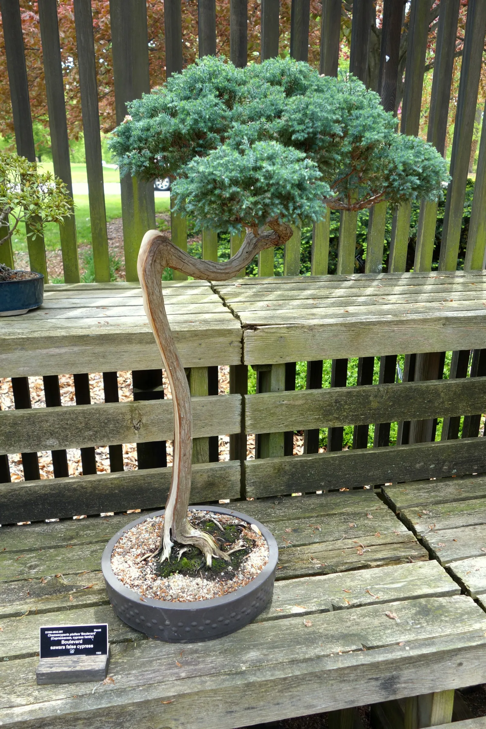 Sawara Cypress (Chamaecyparis Pisifera) — lending further ornamental charm.<br><br>For successful cultivation