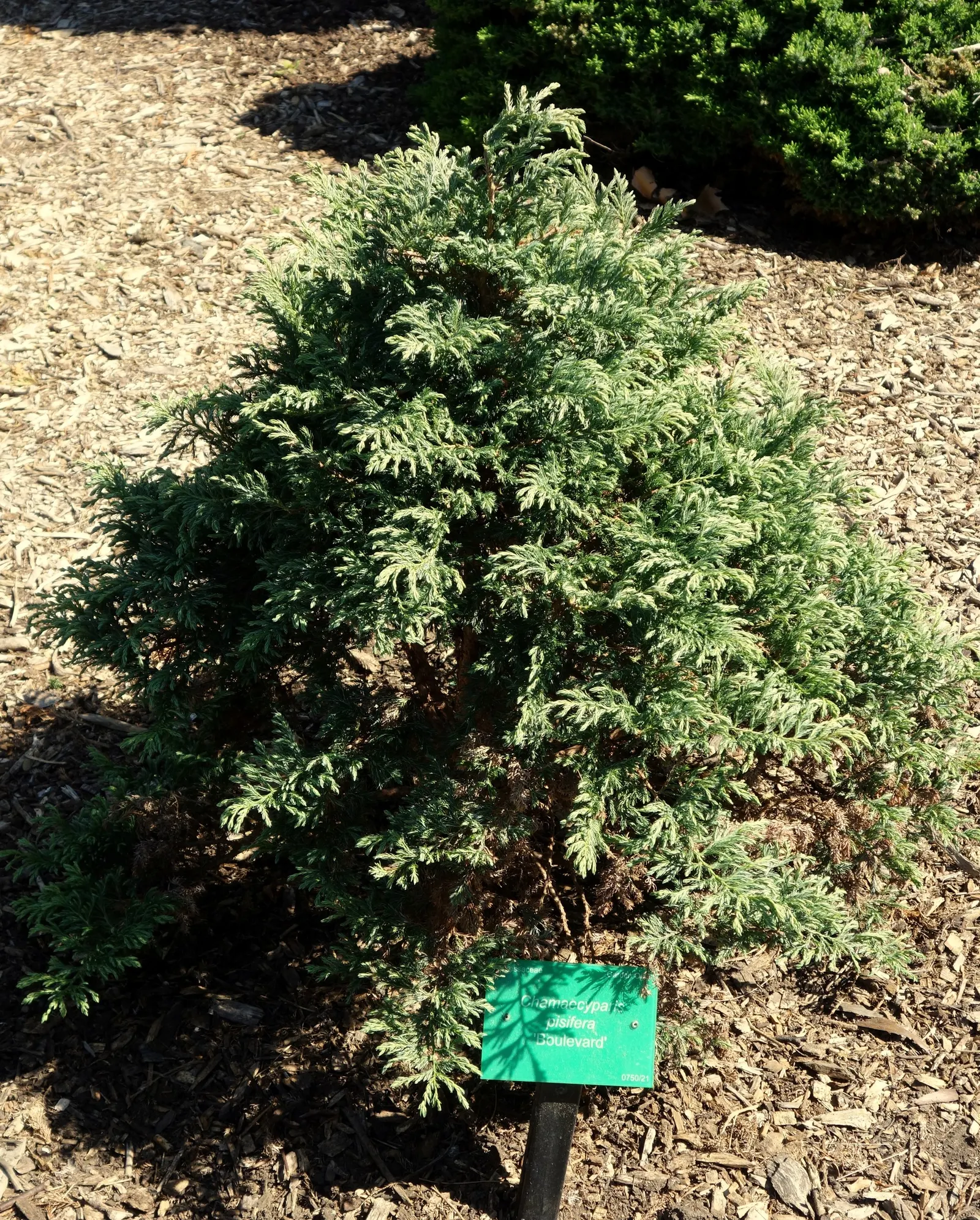 Sawara Cypress (Chamaecyparis Pisifera) — requires minimal maintenance; slow-growing tree offers year-round interest