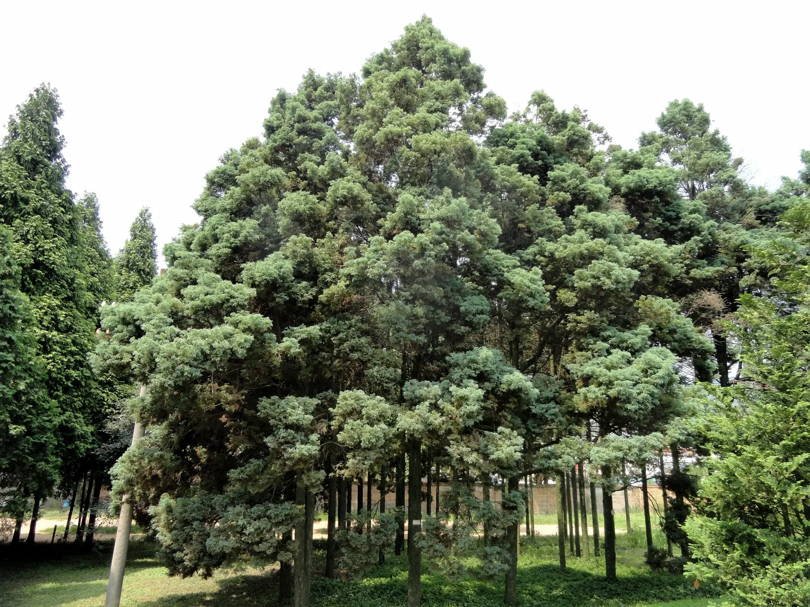 Sawara Cypress (Chamaecyparis Pisifera) — suitable for more confined spaces; when communicating with the client