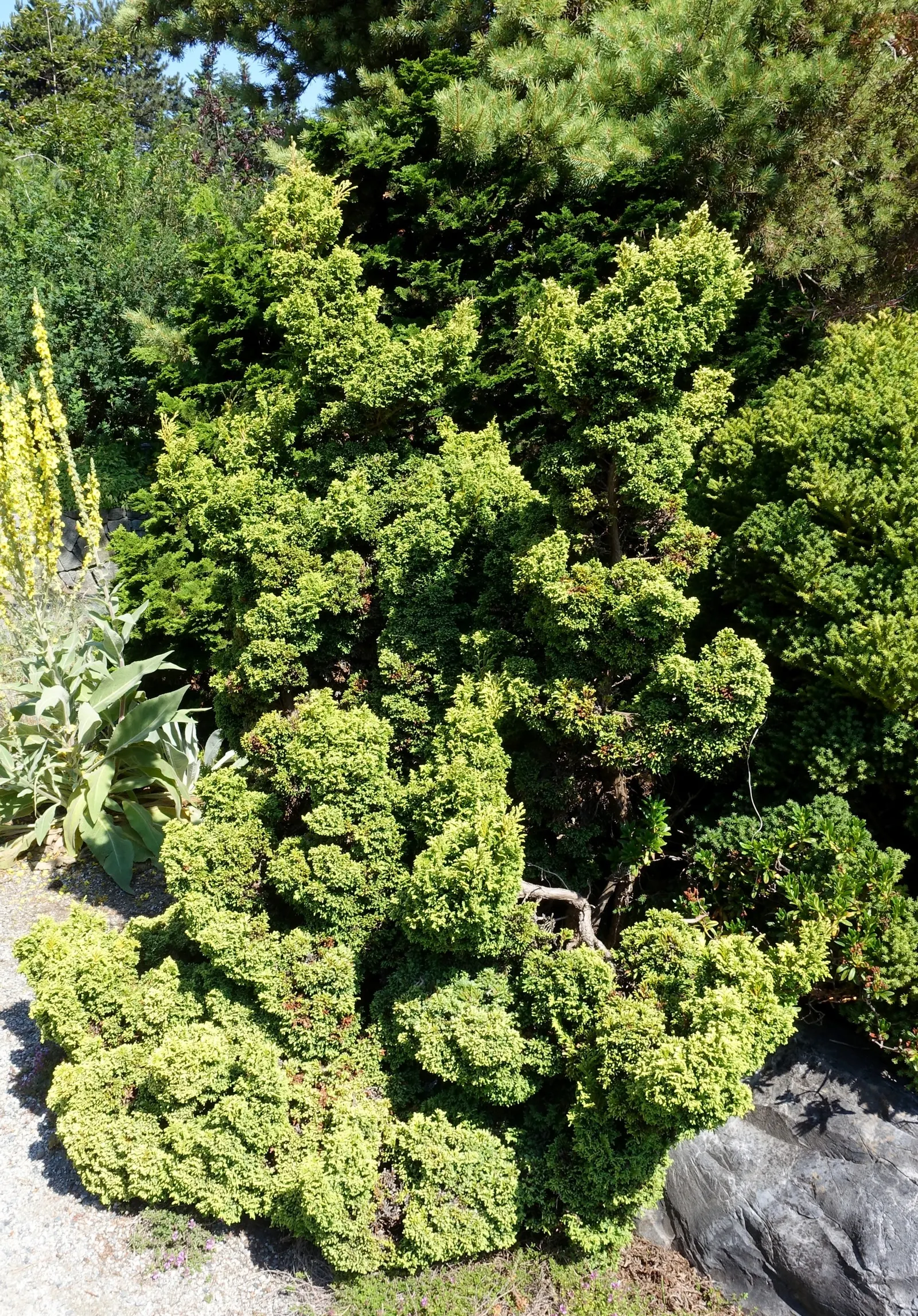 Sawara Cypress (Chamaecyparis Pisifera) — requiring little pruning and attention once properly sited and established