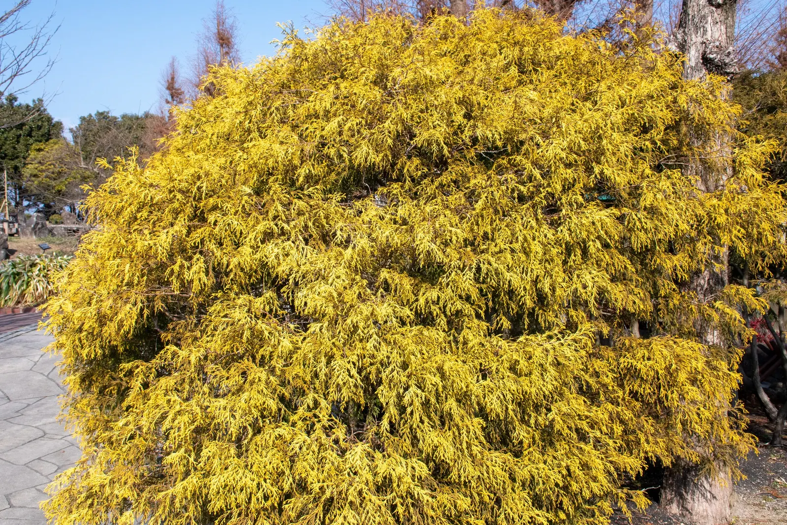 Sawara Cypress (Chamaecyparis Pisifera) — from acidic to slightly alkaline.<br><br>Beyond aesthetics; but there are also numerous dwarf cultivars, image 78