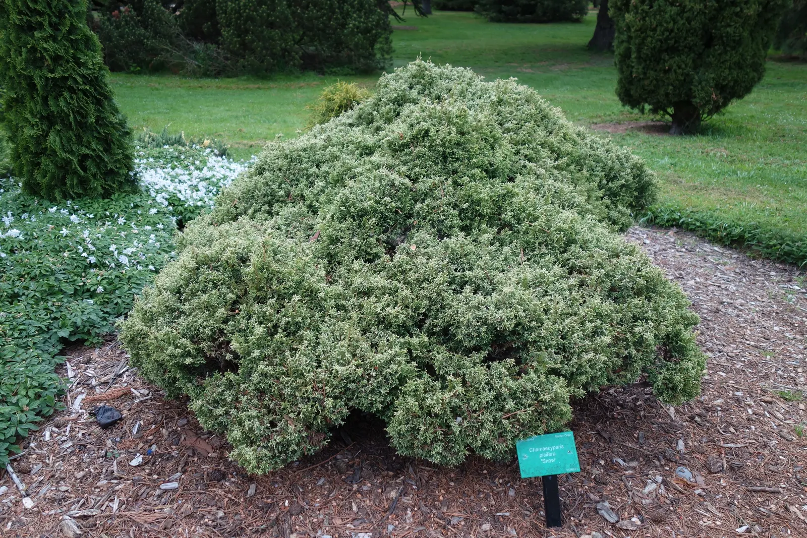 Sawara Cypress (Chamaecyparis Pisifera) — The tree's attractive reddish-brown bark peels in strips; lending further ornamental charm.<br><br>For, image 71