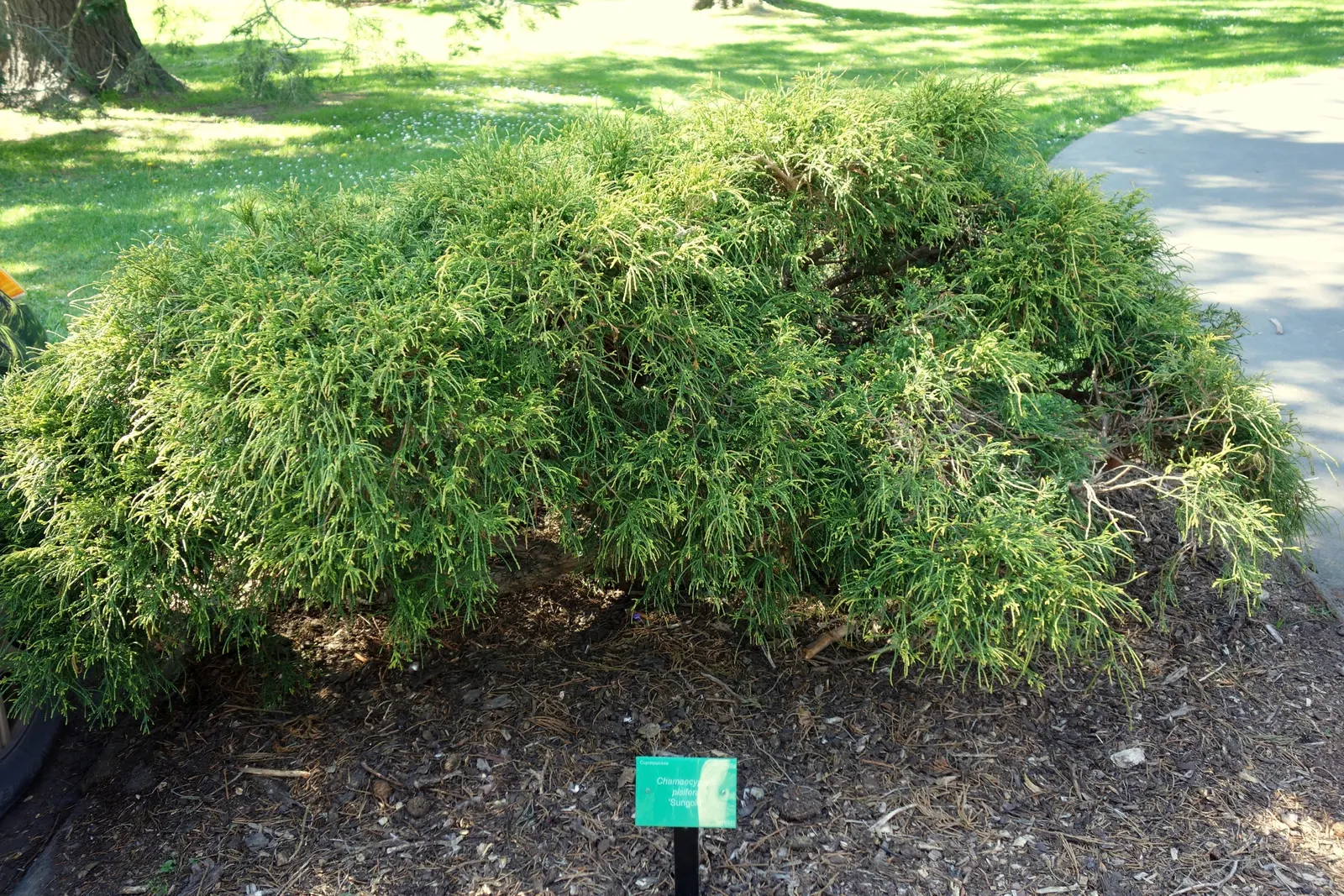 Sawara Cypress (Chamaecyparis Pisifera) — conifer / shrub for full; when communicating with the client