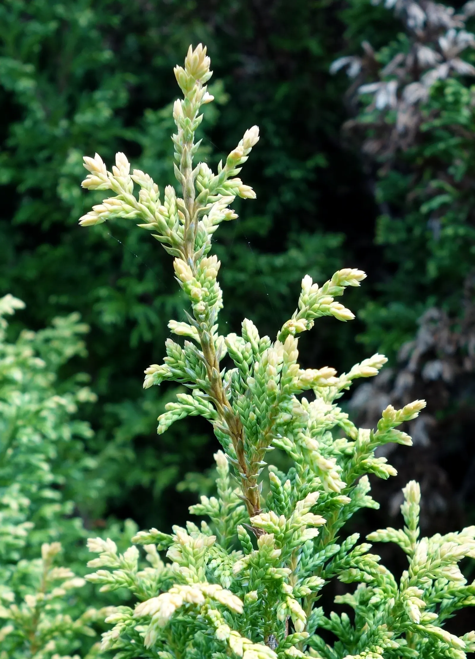 Sawara Cypress (Chamaecyparis Pisifera) — moist soil and full sun to partial shade; when communicating with the client, image 76