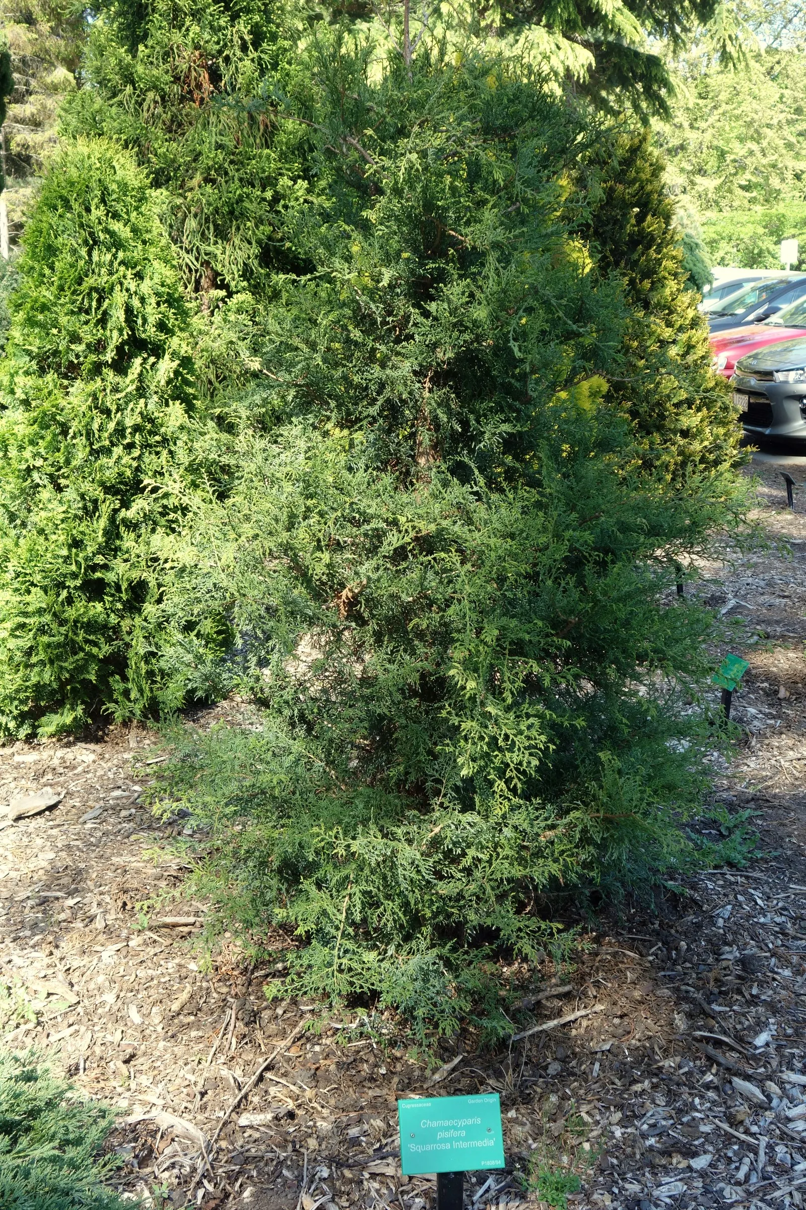 Sawara Cypress (Chamaecyparis Pisifera) — Mature specimens reach 50-70 feet tall with a spread of 10-20 feet; but there are also numerous dwarf, image 58