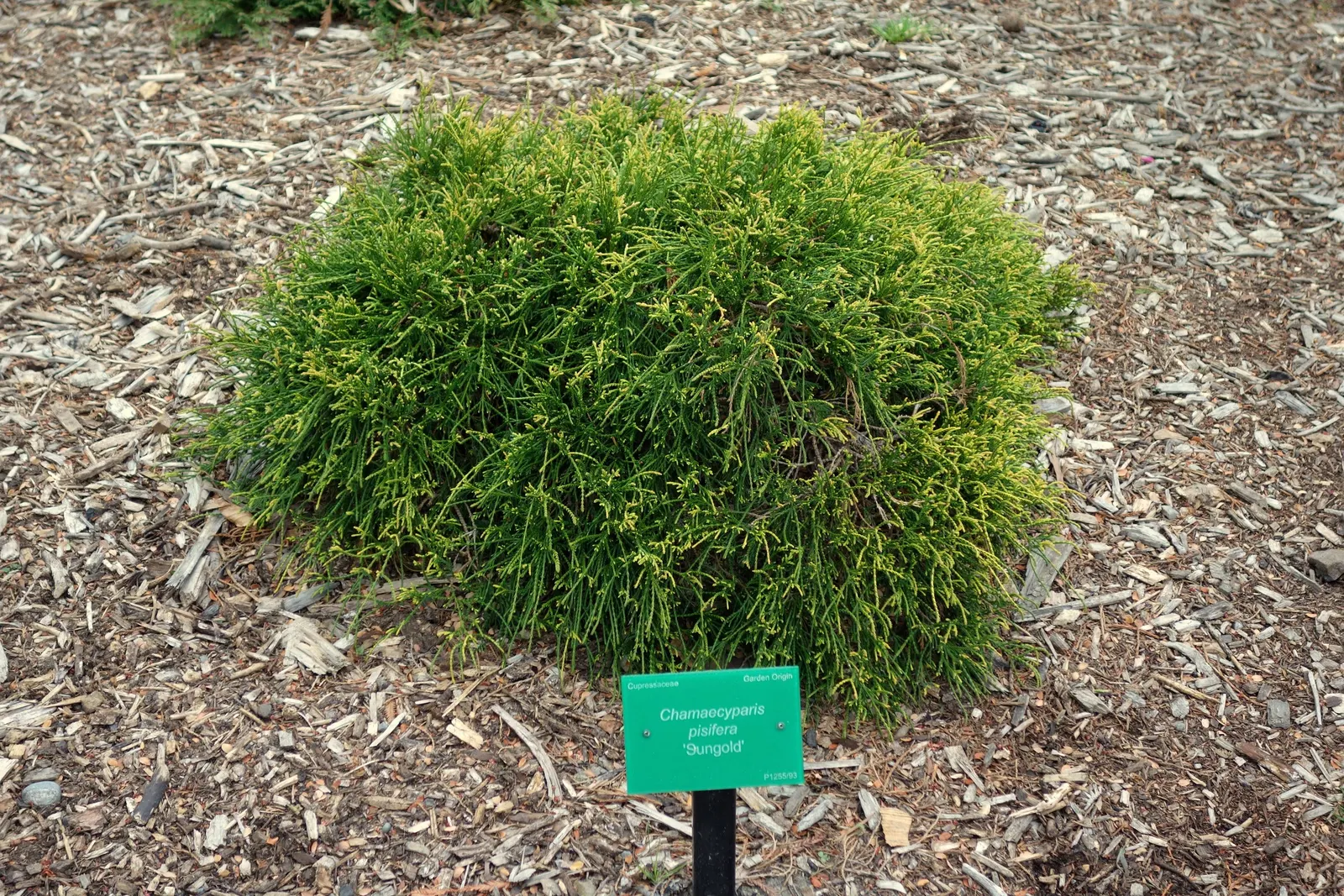 Sawara Cypress (Chamaecyparis Pisifera) — emphasize that the Sawara Cypress is a low-maintenance choice