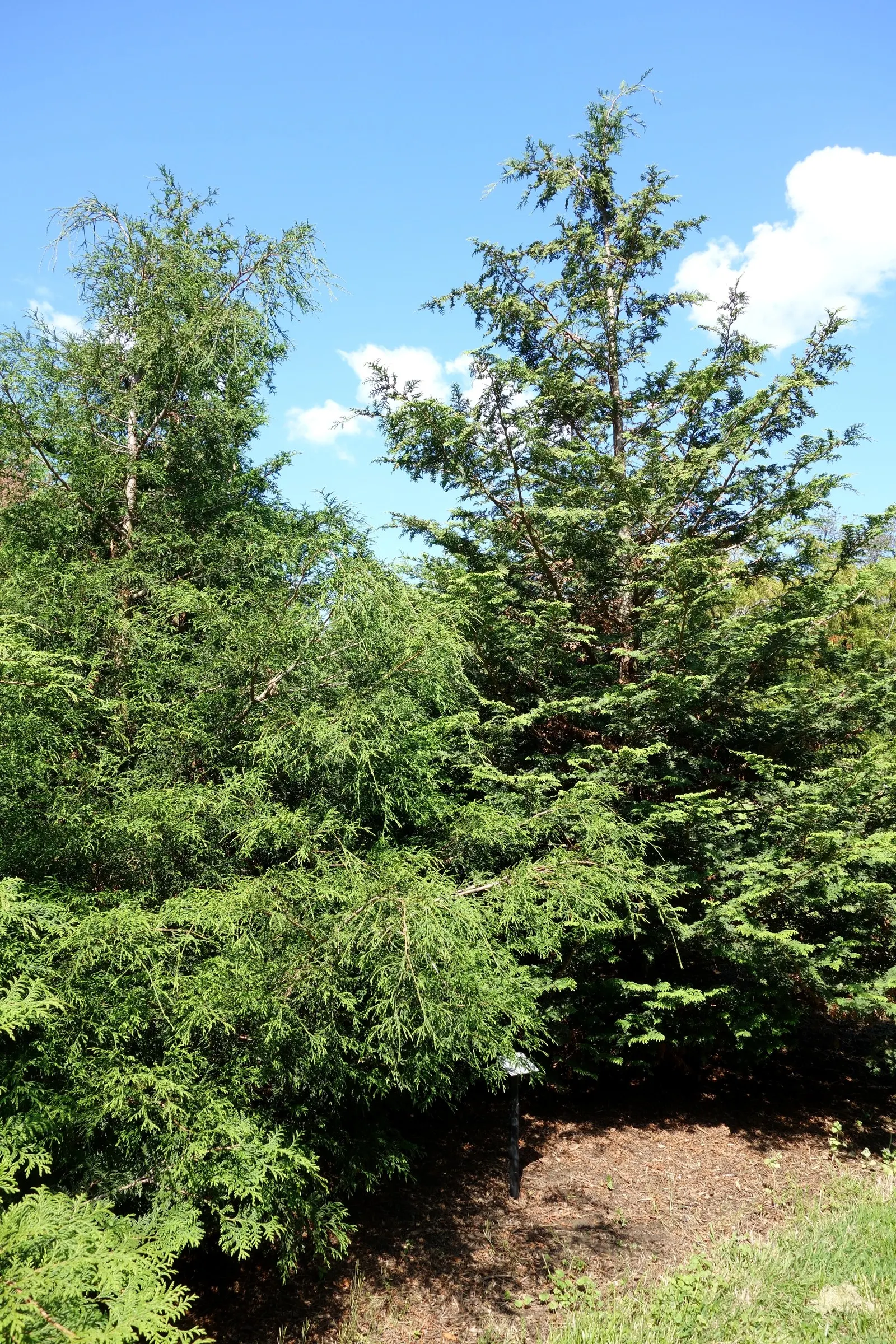 Sawara Cypress (Chamaecyparis Pisifera) — lending further ornamental charm.<br><br>For successful cultivation; but there are also numerous dwarf cultivars that