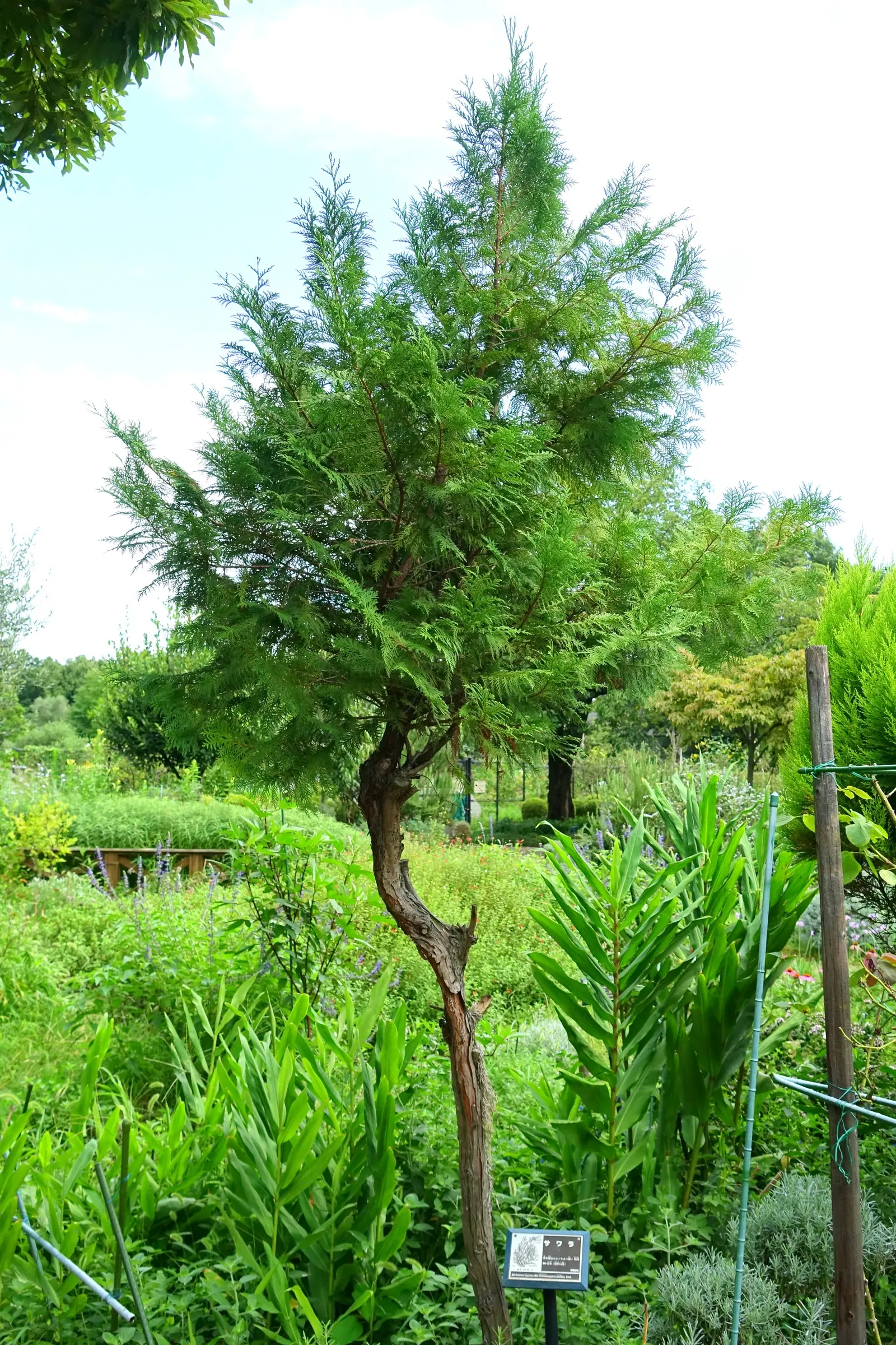 Sawara Cypress (Chamaecyparis Pisifera) — globe-shaped cones eventually develop; slow-growing tree offers year-round interest