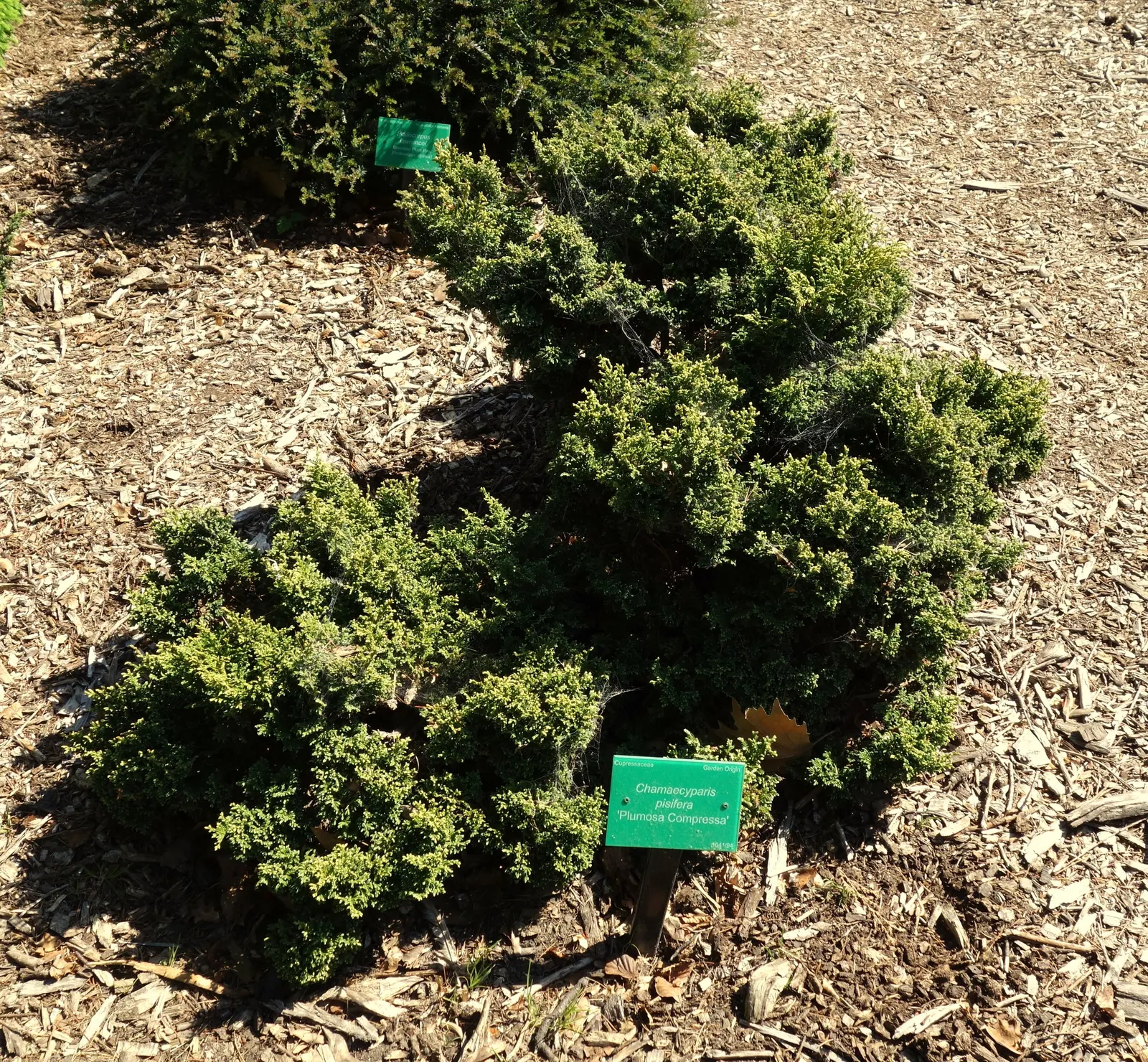 Sawara Cypress (Chamaecyparis Pisifera) — is a striking conifer that brings evergreen elegance to any landscape design