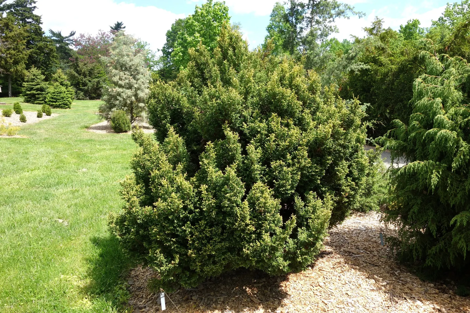 Sawara Cypress (Chamaecyparis Pisifera) — The tree's attractive reddish-brown bark peels in strips
