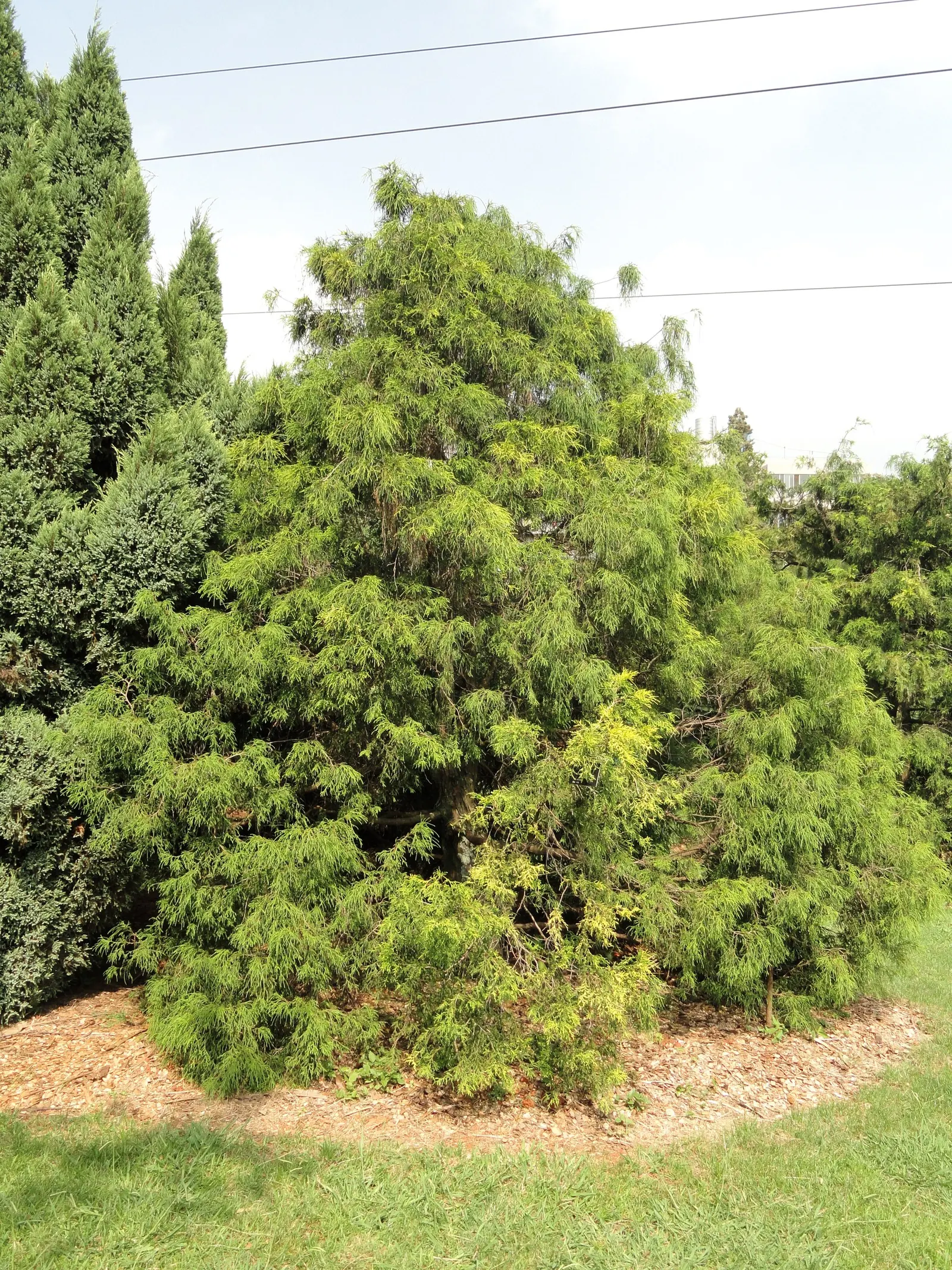 Sawara Cypress (Chamaecyparis Pisifera) — this species adds to the landscape design with its practicalities - it provides a windbreak; lending further