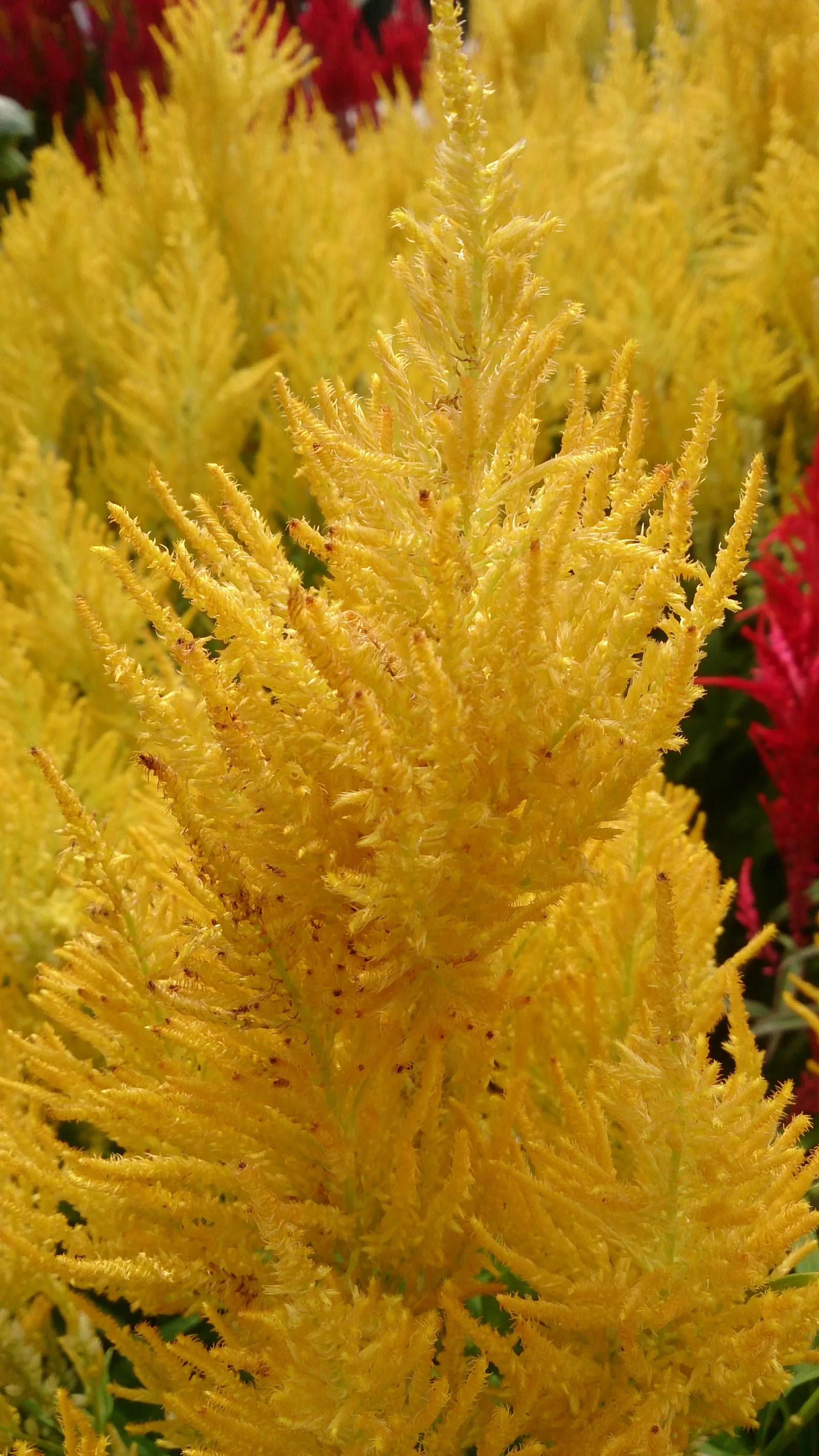 Cockscomb (Celosia Plumosa) — display a spectrum of colors including red; flowering summer through fall, excellent for cut flowers and dried, image 74