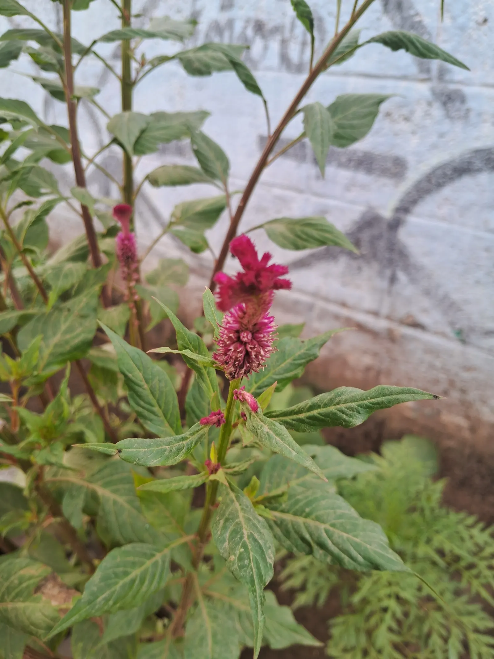 Cockscomb (Celosia Plumosa) — Low maintenance; drought tolerant
