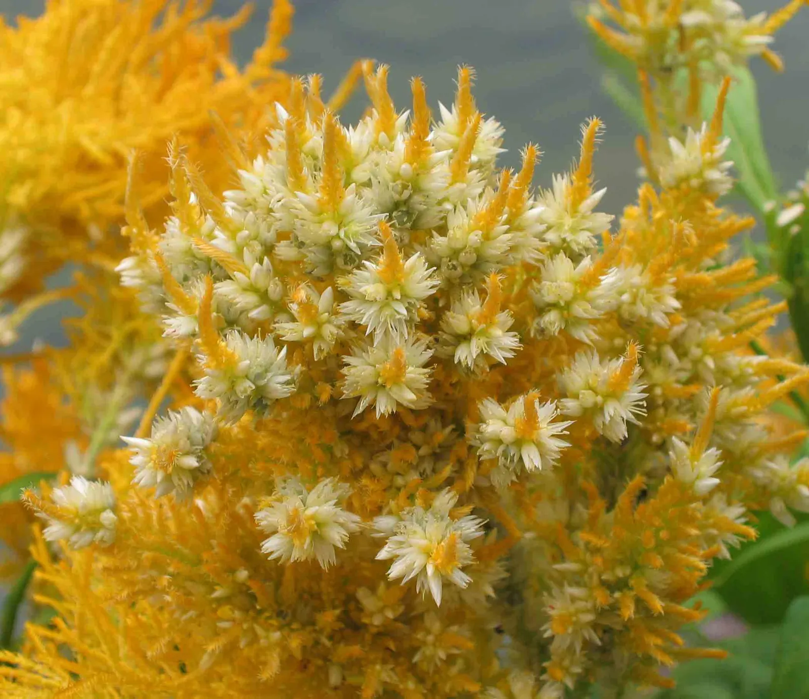 Cockscomb (Celosia Plumosa) — Belonging to the Amaranth family; annual for full, image 99