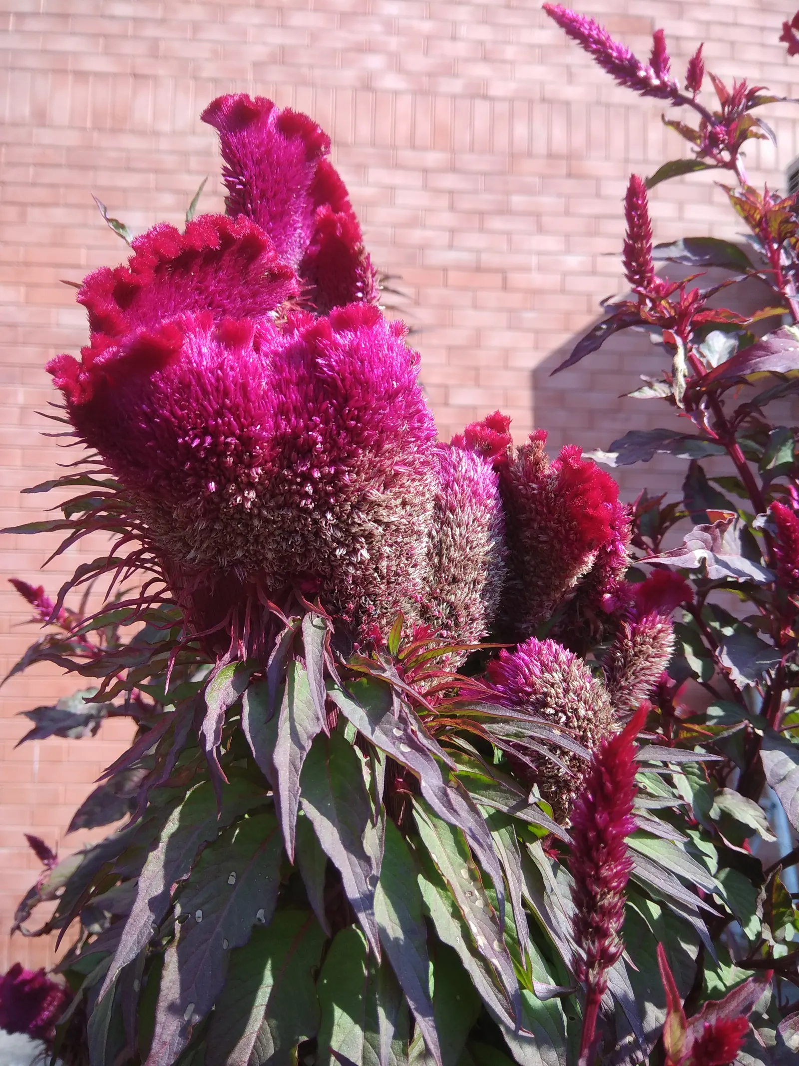 Cockscomb (Celosia Plumosa) — is a striking annual known for plume-like flowers; low maintenance; drought tolerant