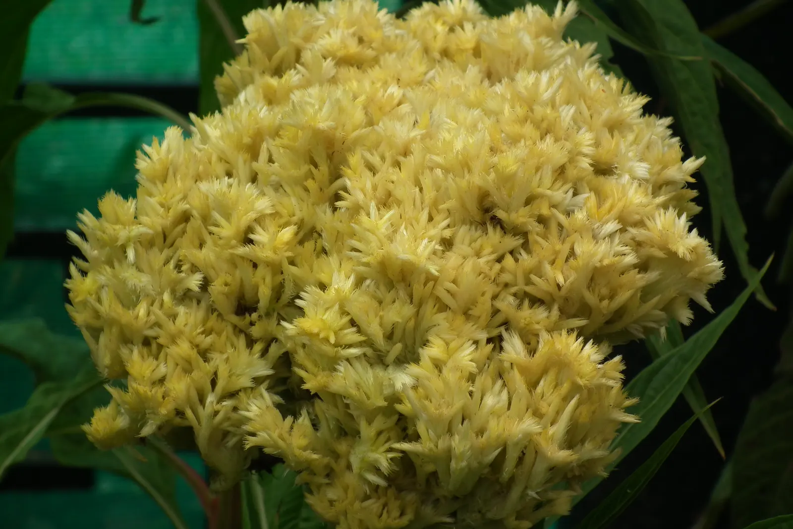 Cockscomb (Celosia Plumosa) — It is well-suited for USDA hardiness zones 2 through 11
