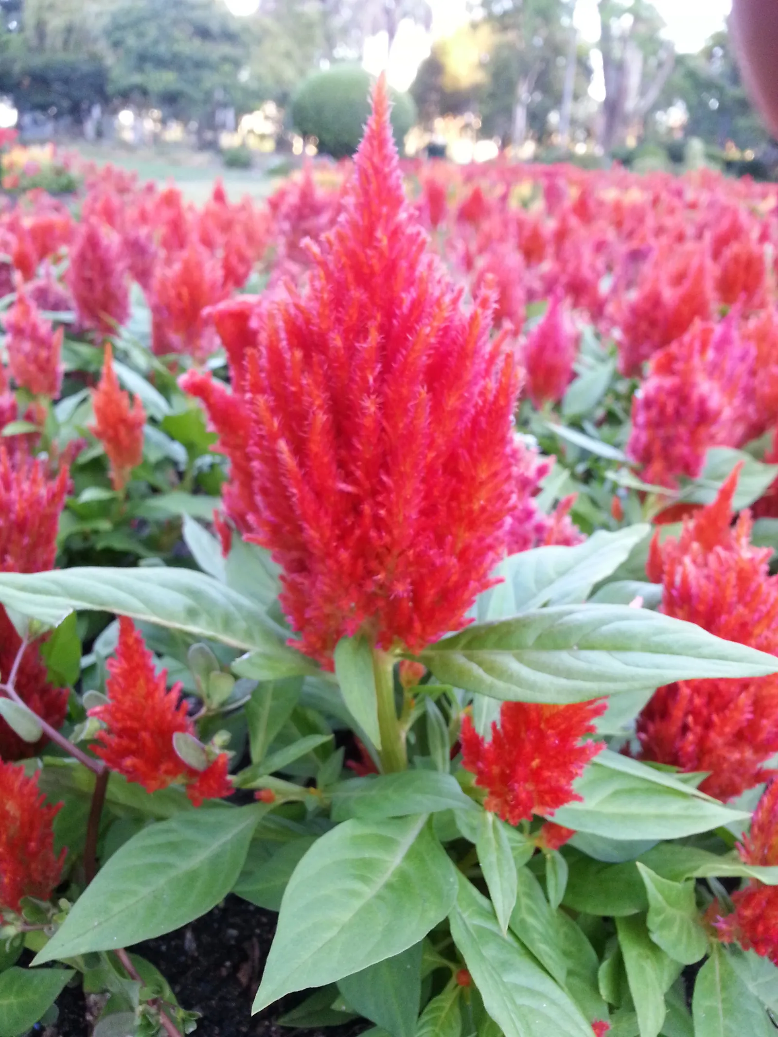 Cockscomb (Celosia Plumosa) — as the Cockscomb tolerates drought better than wet feet