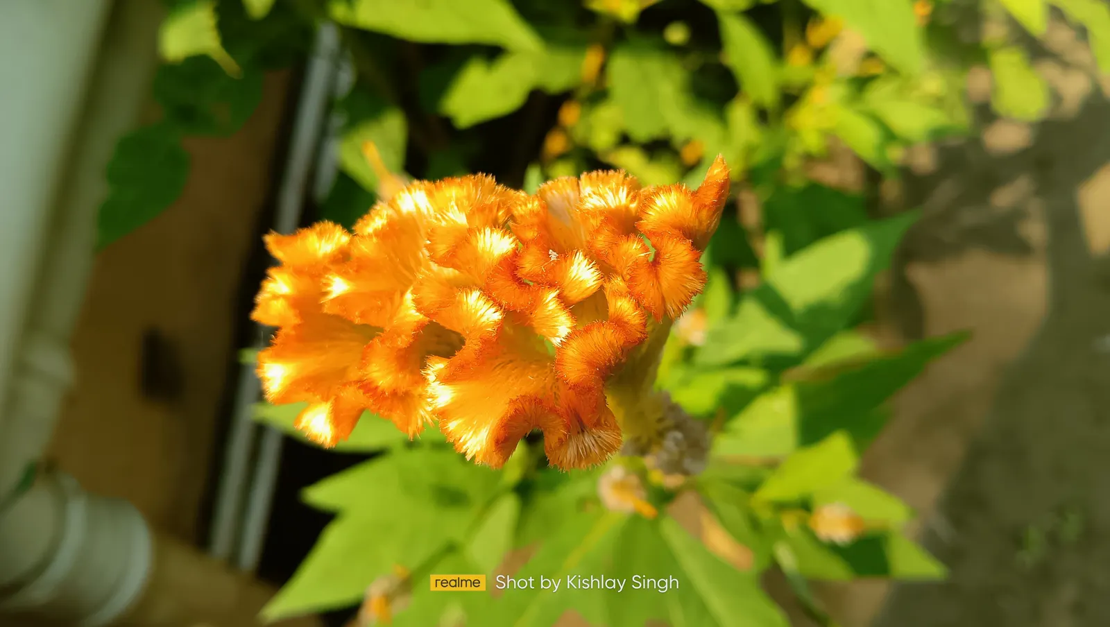 Cockscomb (Celosia Plumosa) — Prefers well-drained soil; demonstrating a remarkable adaptability to a variety of climates but excelling in warmer, image 93