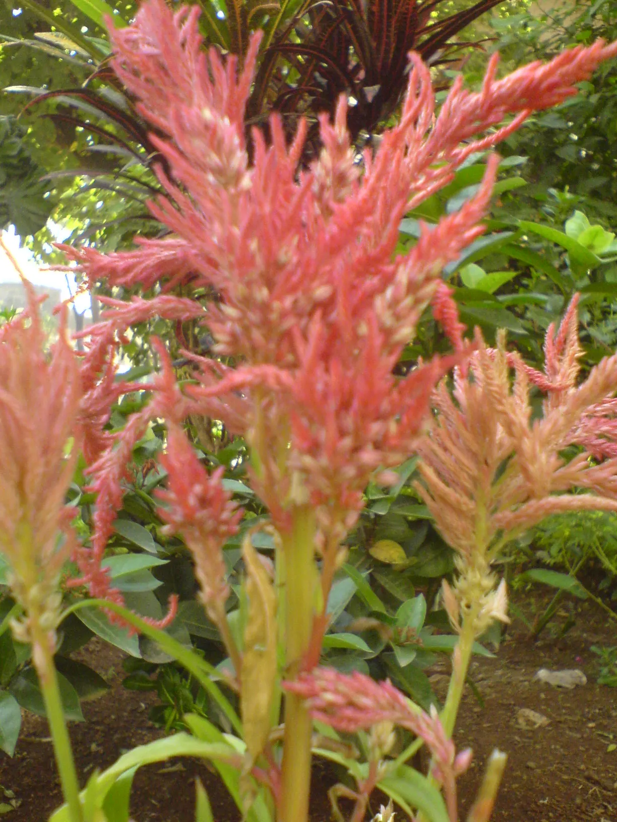 Cockscomb (Celosia Plumosa) — this ornamental plant is a showstopper in any garden; flowering annual known for its unique, image 100