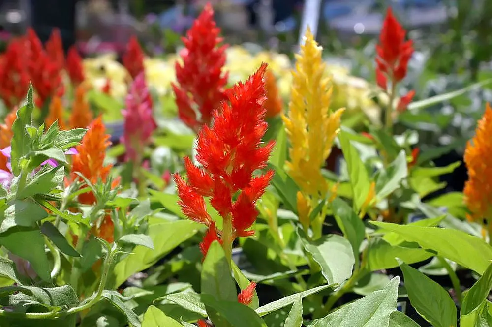 Cockscomb (Celosia Plumosa) — requiring a minimum of 6 hours of direct sunlight per day; the plant prefers well-drained soil with a slightly acidic, image 106