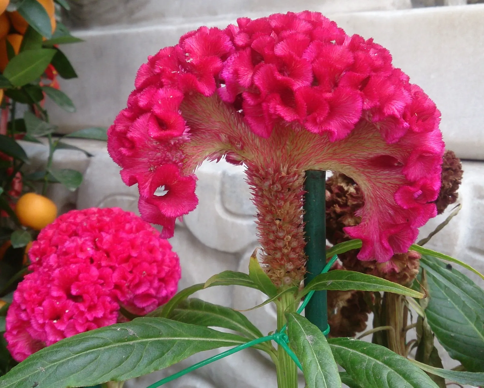 Cockscomb (Celosia Plumosa) — Flowering summer through fall, excellent for cut flowers and dried arrangements; easily reaching 1-2 feet tall, this, image 95