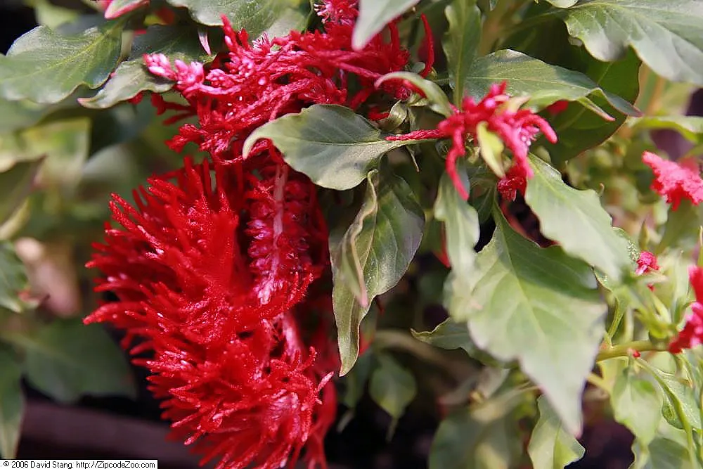 Cockscomb (Celosia Plumosa) — which can extend up to 8 inches long; red and yellow flowers in the garden, image 103
