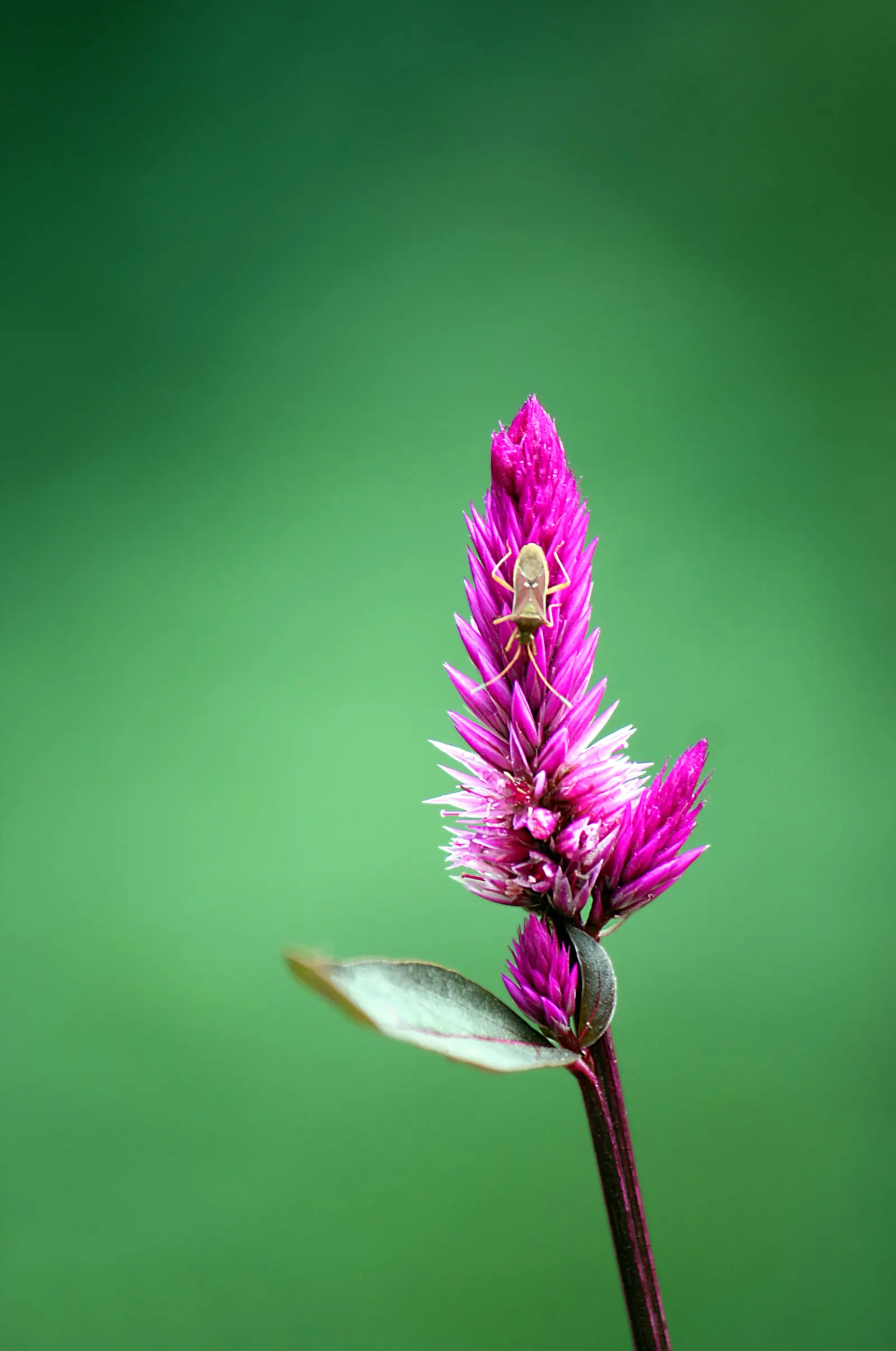 Cockscomb (Celosia Plumosa) — The plant prefers well-drained soil with a slightly acidic to neutral pH
