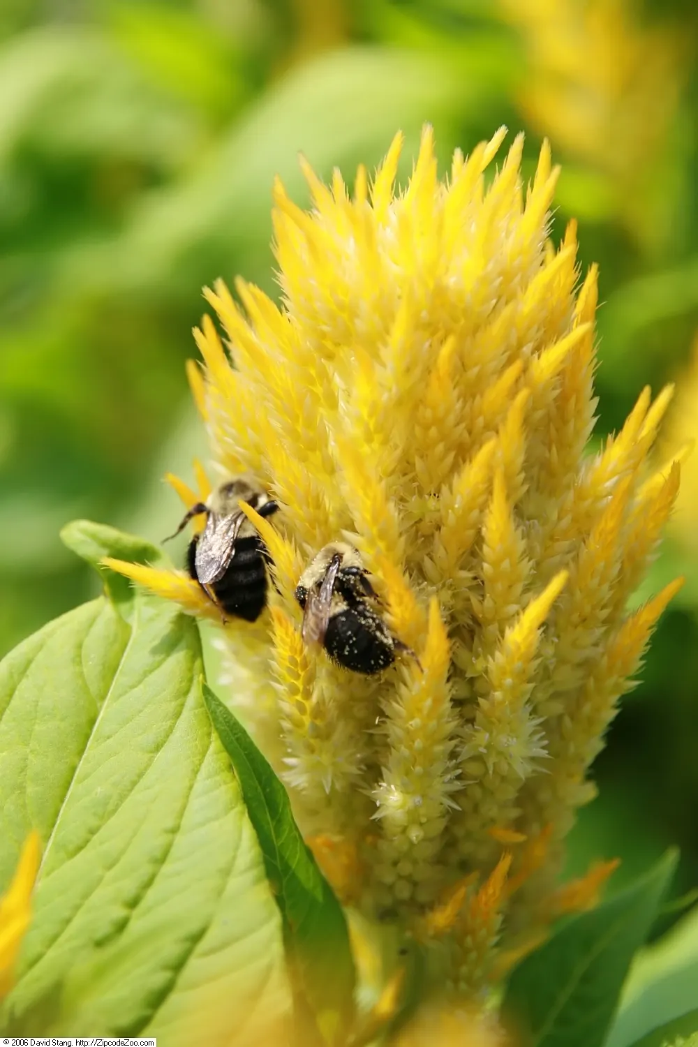 Cockscomb (Celosia Plumosa) — providing an enduring splash of color even after the growing season ends