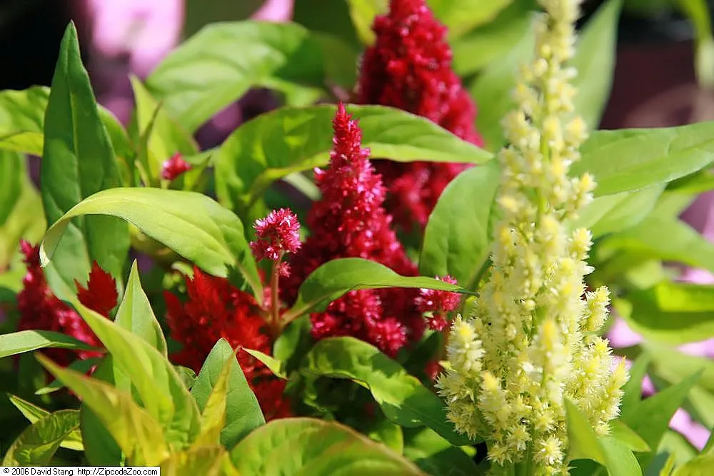 Cockscomb (Celosia Plumosa) — adding a fiery appeal to the landscape.<br><br>Celosia plumosa thrives in full sun; its striking flower heads