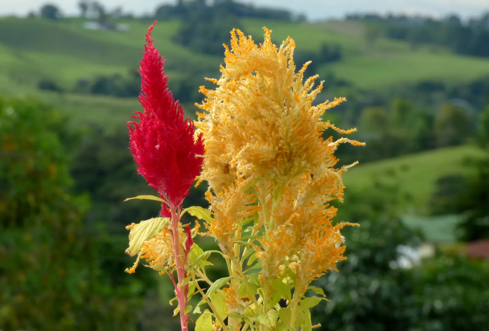 Cockscomb (Celosia Plumosa) — requiring a minimum of 6 hours of direct sunlight per day; the plant prefers well-drained soil with a slightly acidic, image 76