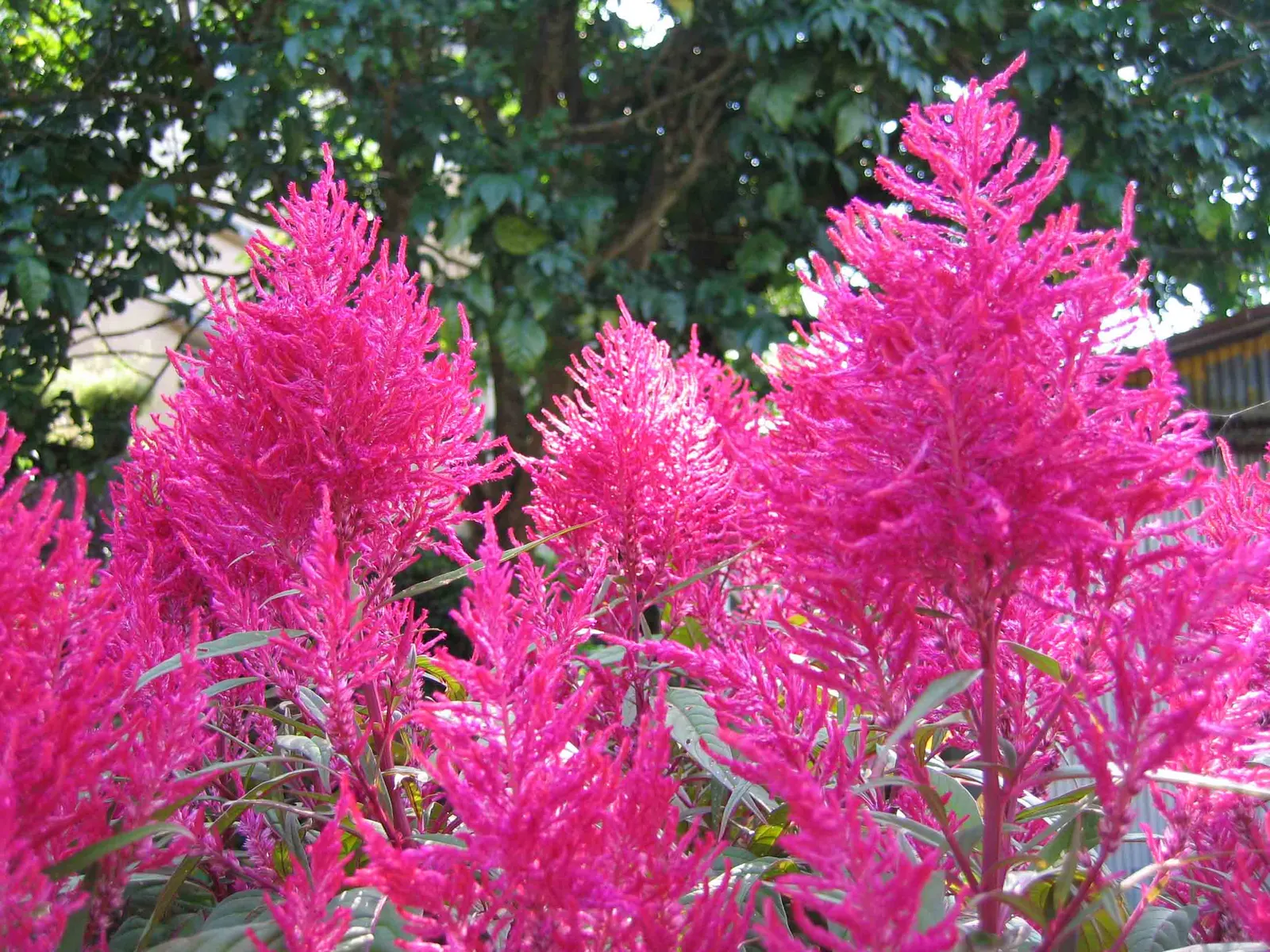Cockscomb (Celosia Plumosa) — Its striking flower heads