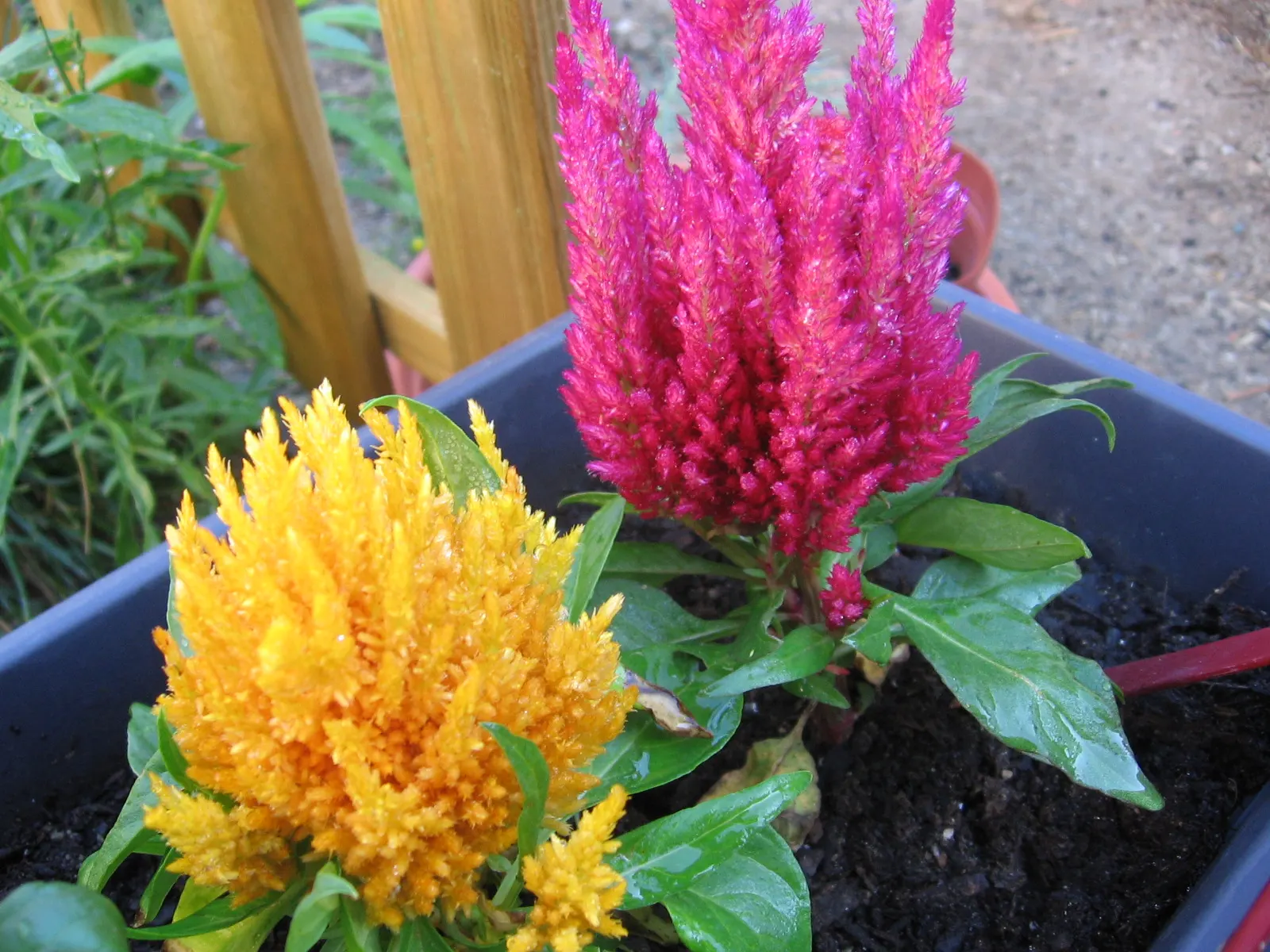 Cockscomb (Celosia Plumosa) — flowering annual known for its unique