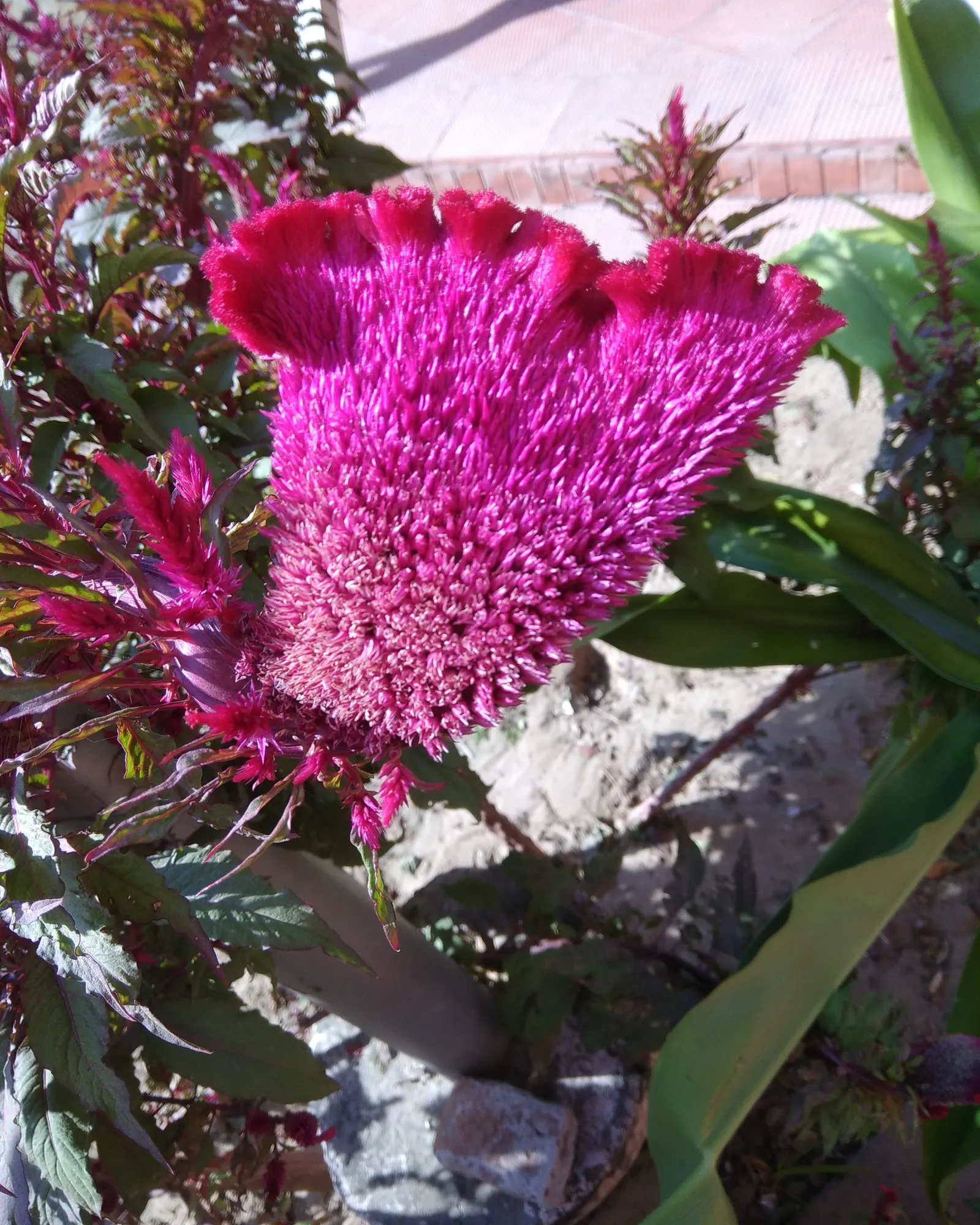 Cockscomb (Celosia Plumosa) — requiring a minimum of 6 hours of direct sunlight per day