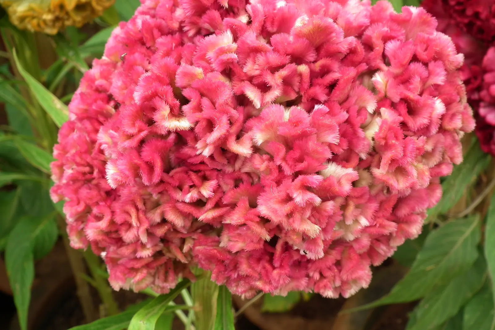 Cockscomb (Celosia Plumosa) — flowering annual known for its unique; requiring a minimum of 6 hours of direct sunlight per day