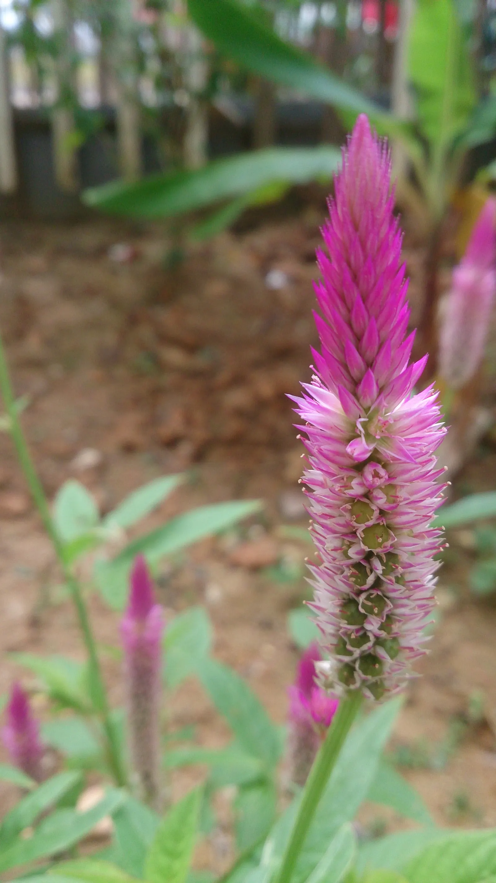 Cockscomb (Celosia Plumosa) — Easily reaching 1-2 feet tall, this sun-loving plant adds vertical drama and texture to beds and containers
