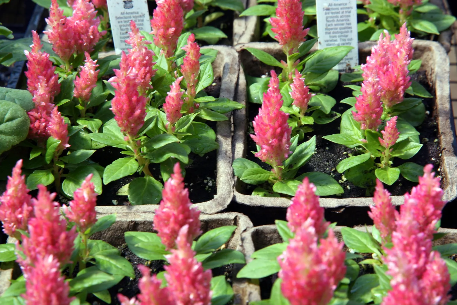 Cockscomb (Celosia Plumosa) — annual with red and yellow blooms