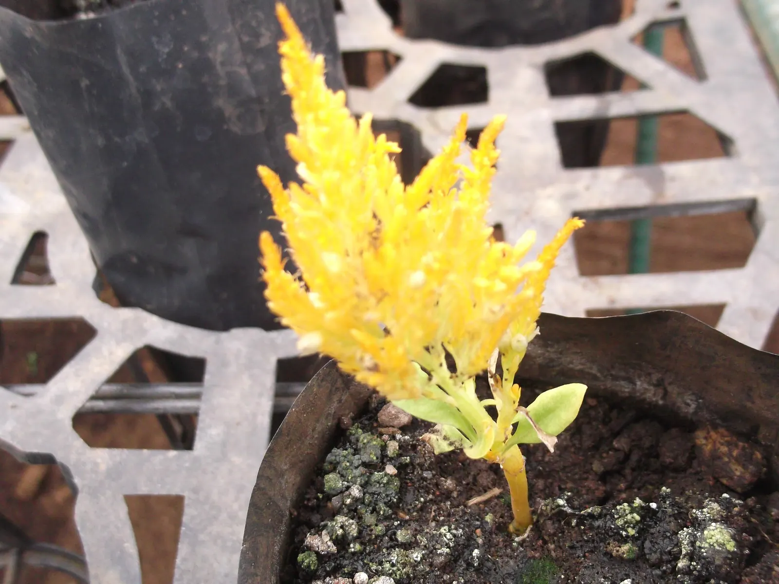 Cockscomb (Celosia Plumosa) — Celosia plumosa is an excellent choice for adding long-lasting bursts of color from mid-summer through fall; tufted blooms