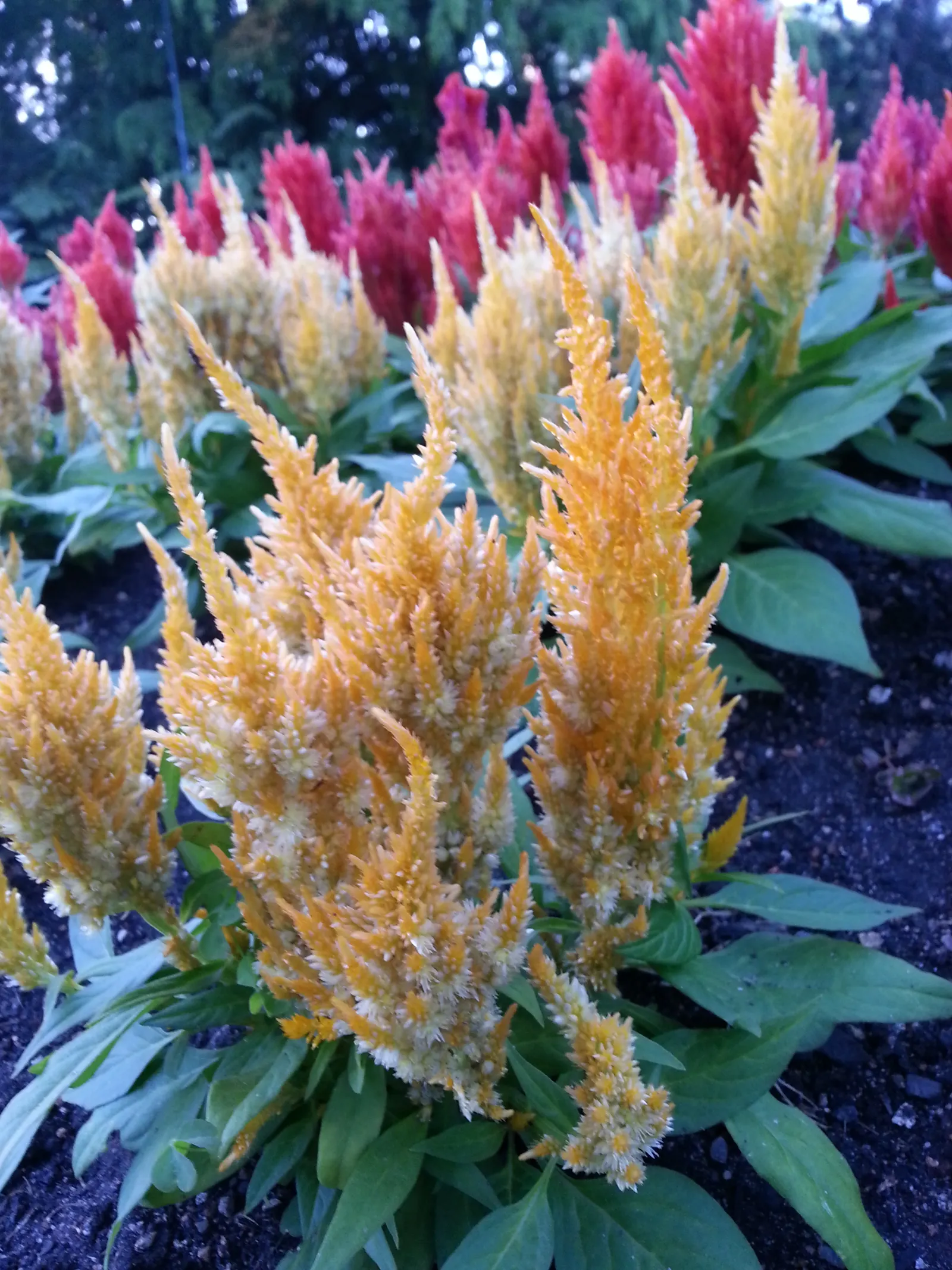 Cockscomb (Celosia Plumosa) — which can extend up to 8 inches long; red and yellow flowers in the garden, image 73