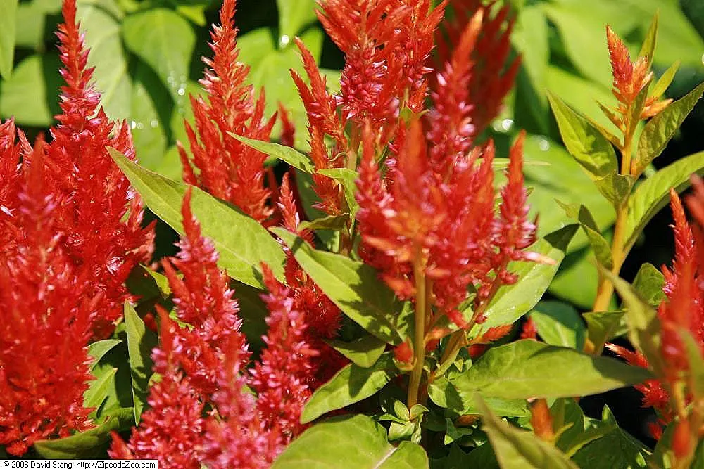 Cockscomb (Celosia Plumosa) — reaching a height of 6 to 12 inches with some varieties capable of growing up to 36 inches tall