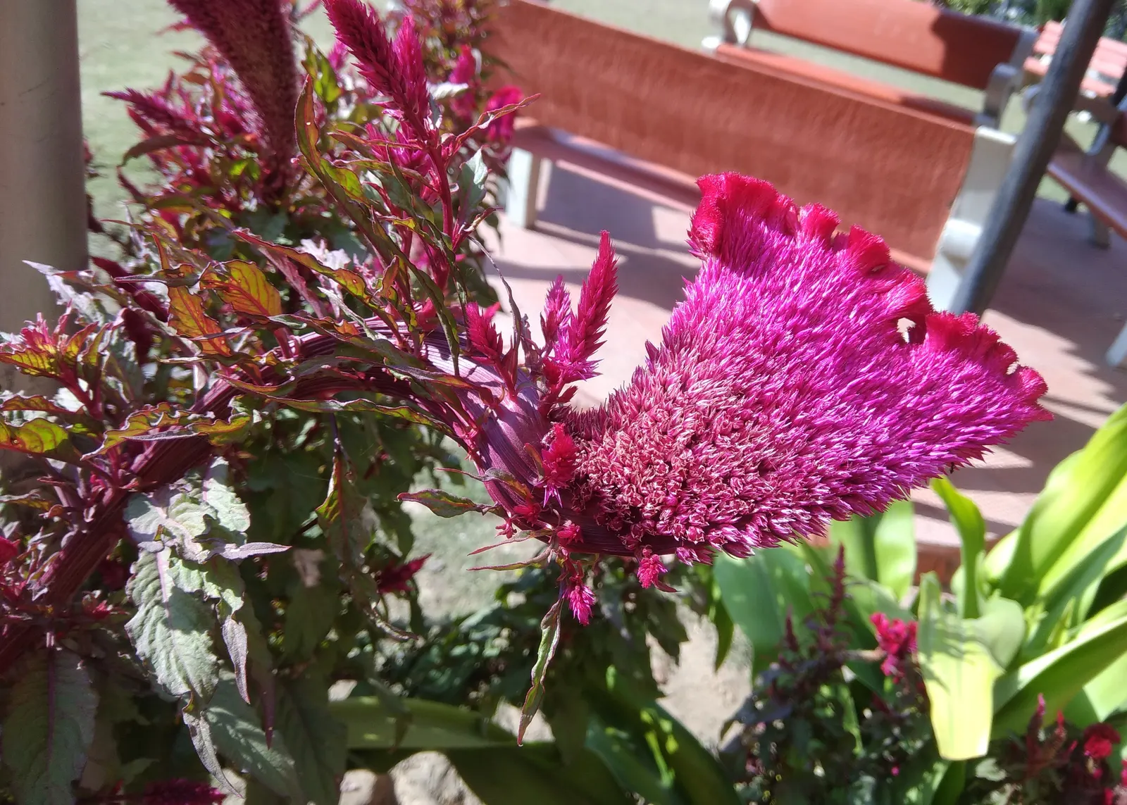 Cockscomb (Celosia Plumosa) — this ornamental plant is a showstopper in any garden; flowering annual known for its unique