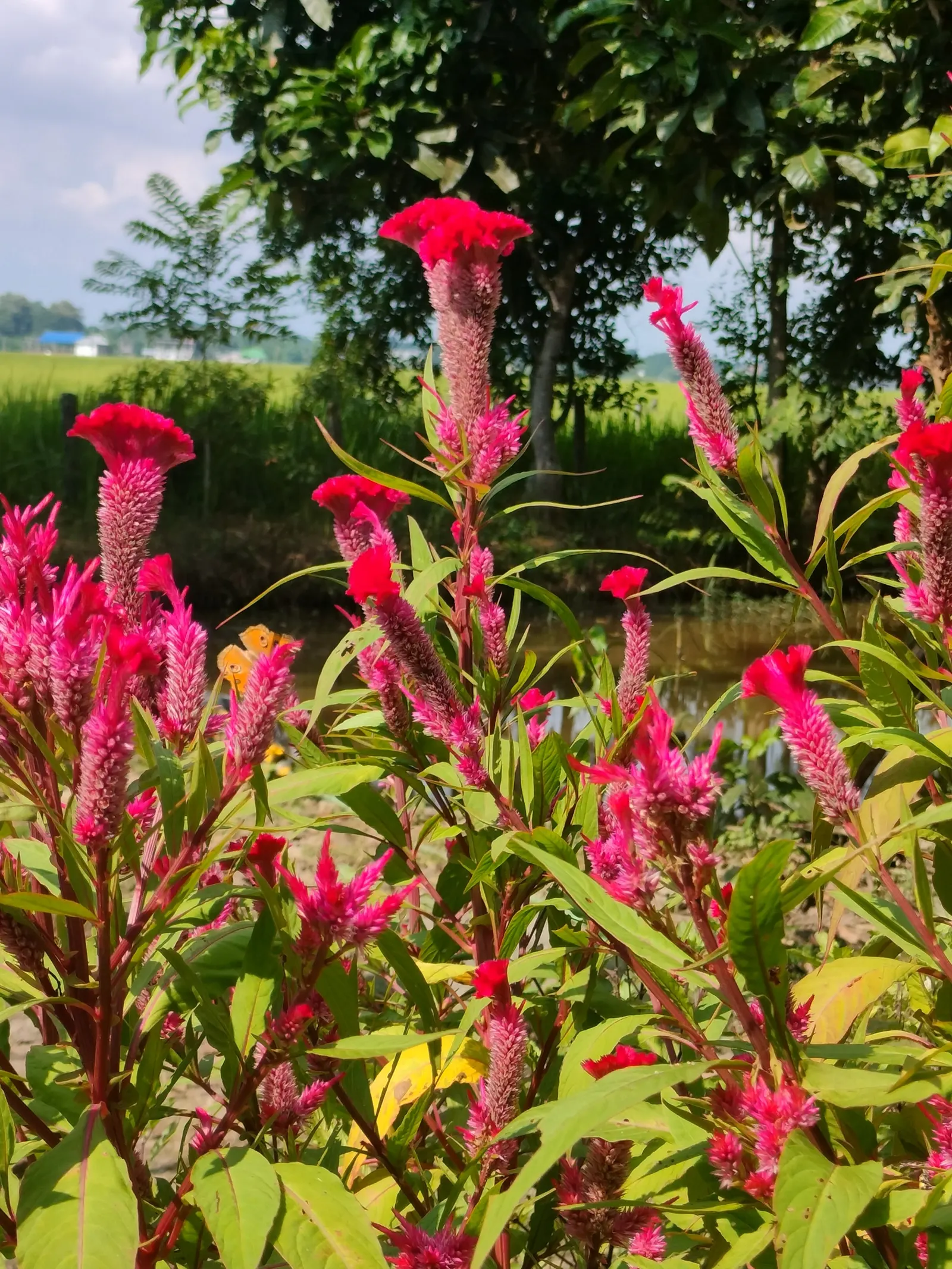 Cockscomb (Celosia Plumosa) — consider its height and vivid hues for creating focal points or borders in the garden