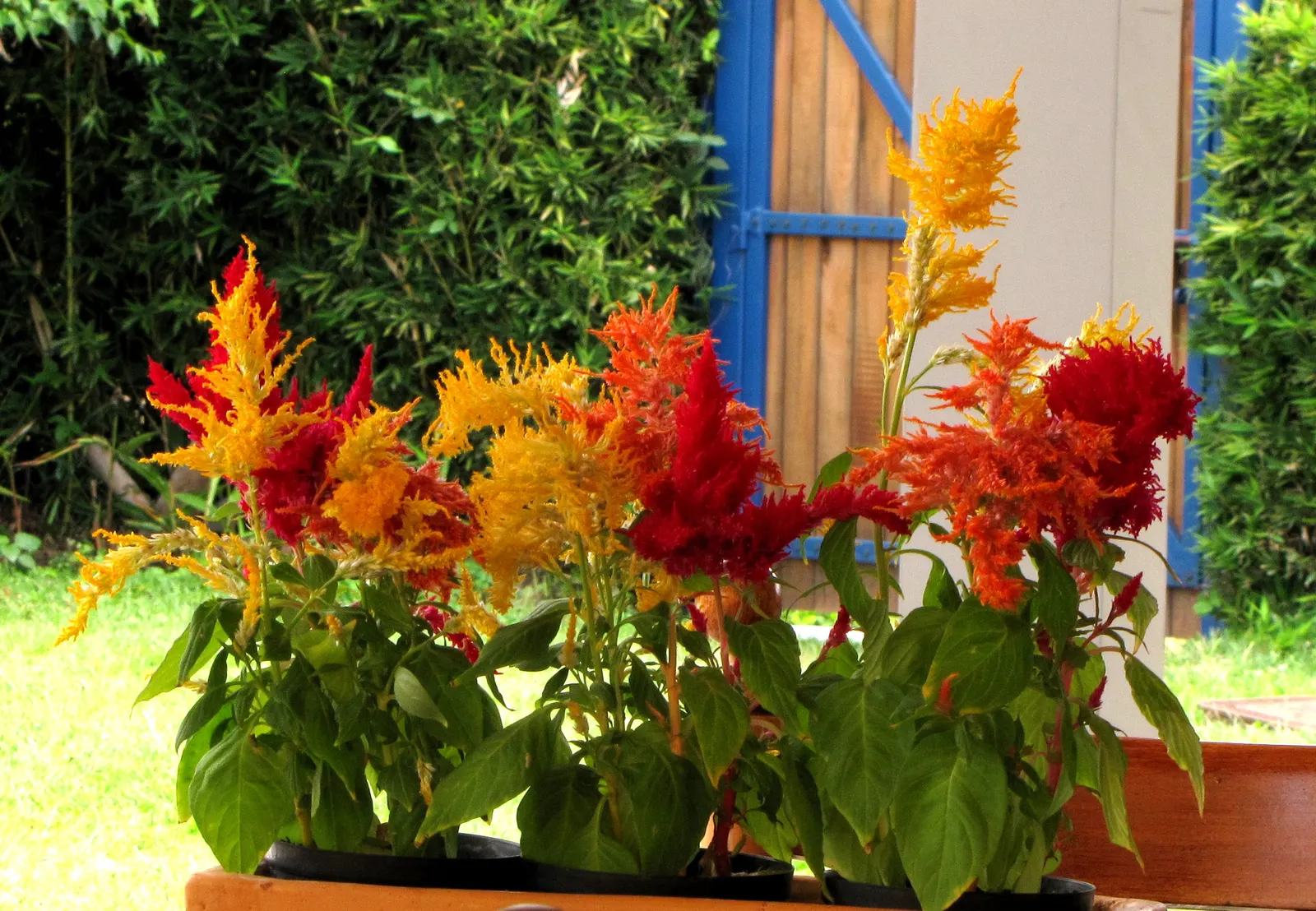 Cockscomb (Celosia Plumosa) — reaching a height of 6 to 12 inches with some varieties capable of growing up to 36 inches tall; display a spectrum, image 71