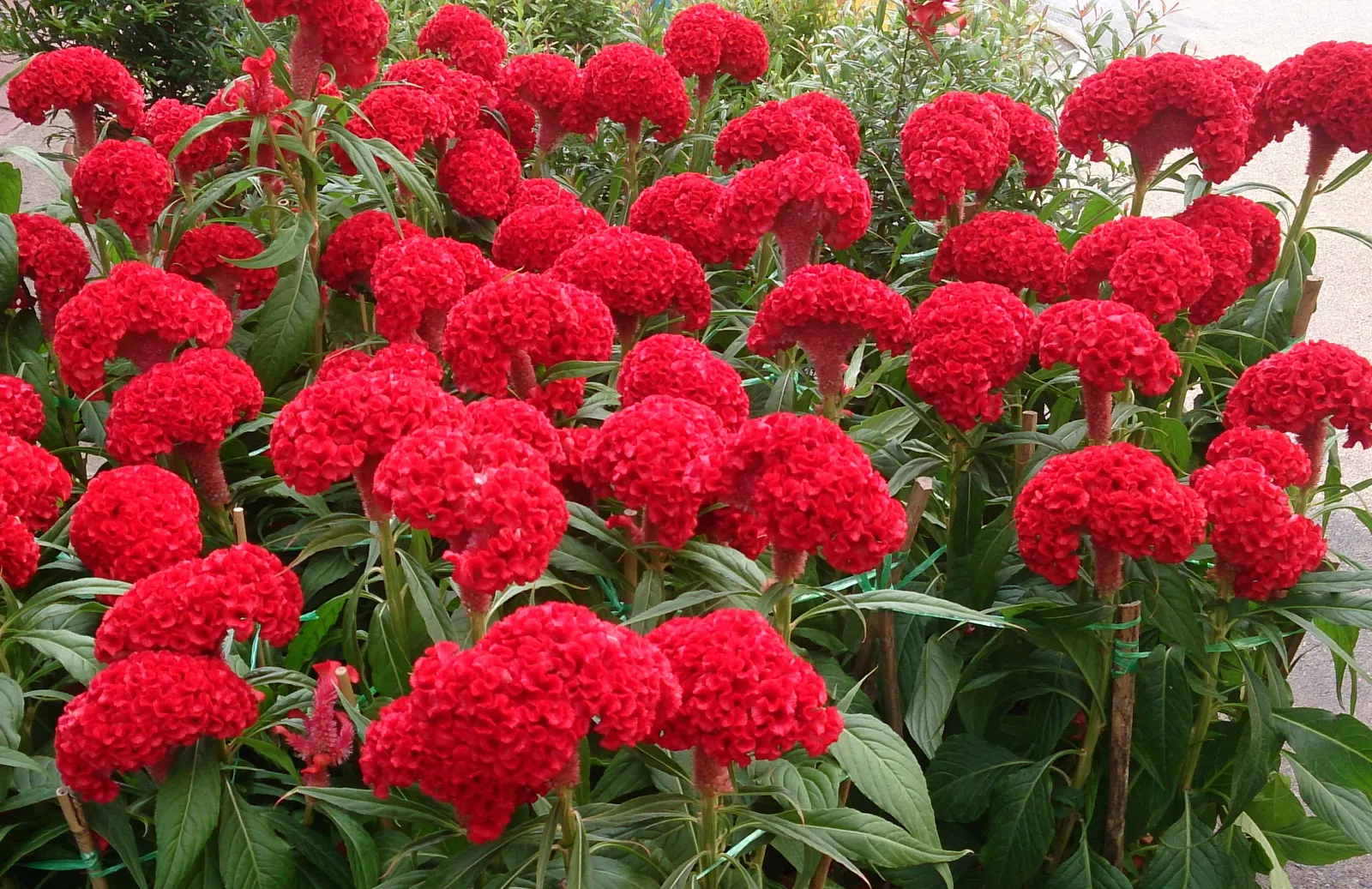 Cockscomb (Celosia Plumosa) — Belonging to the Amaranth family
