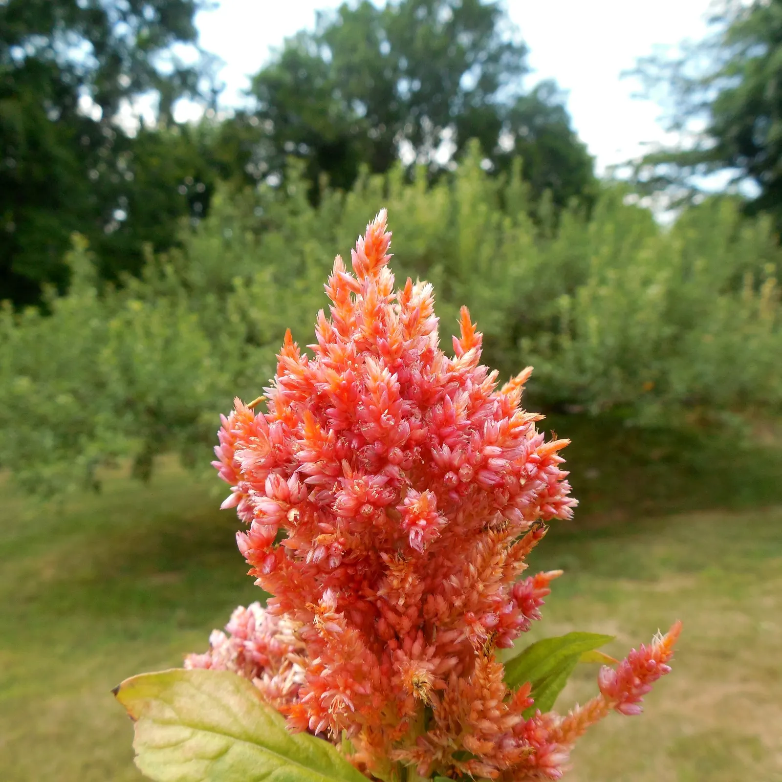 Cockscomb (Celosia Plumosa) — annual for full; ensuring it will captivate and draw the eye of any onlooker