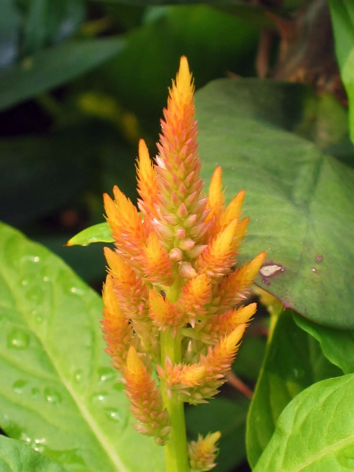 Cockscomb (Celosia Plumosa) — Belonging to the Amaranth family; annual for full, image 69