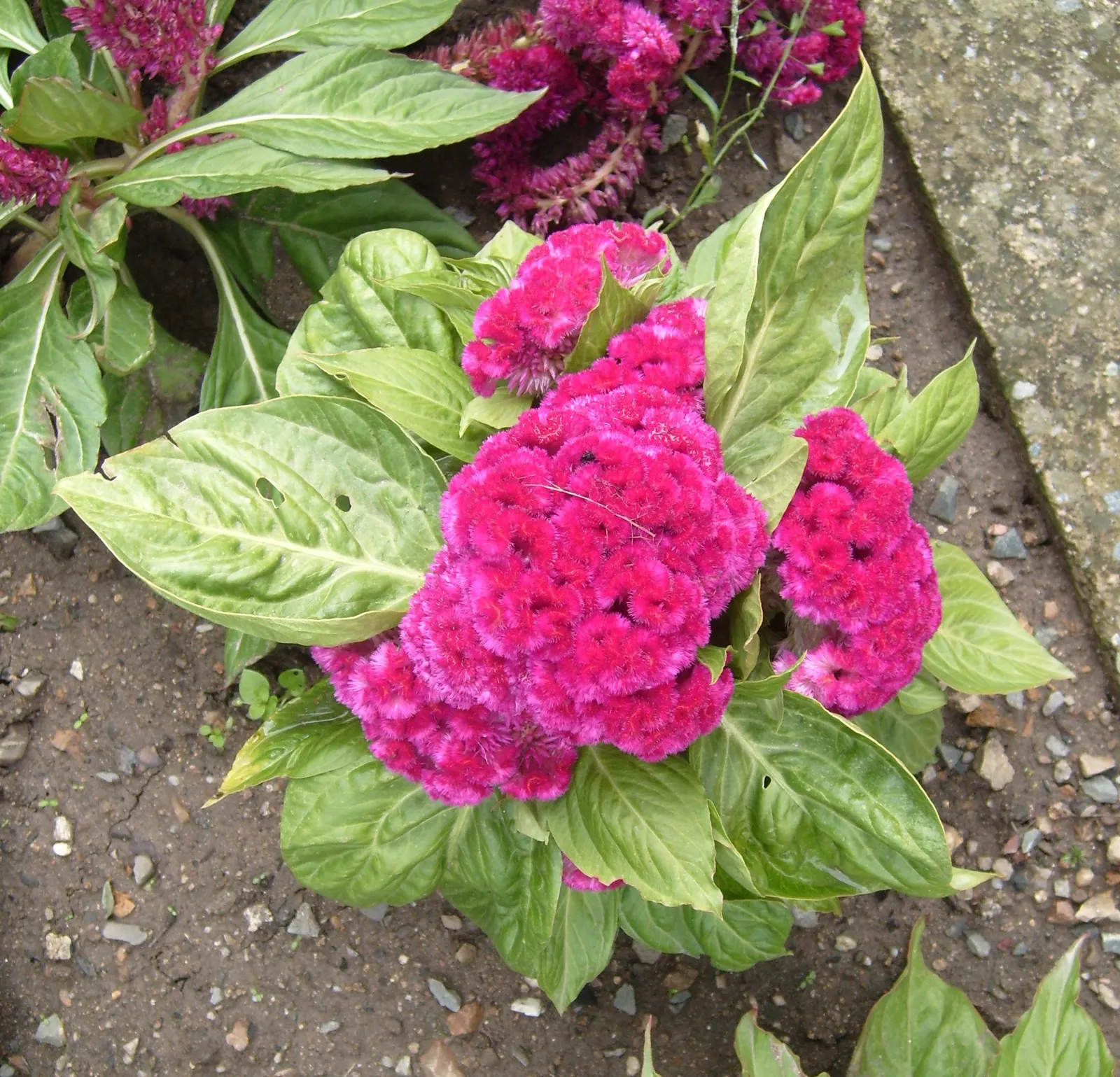 Cockscomb (Celosia Plumosa) — annual for full; ensuring it will captivate and draw the eye of any onlooker, image 90