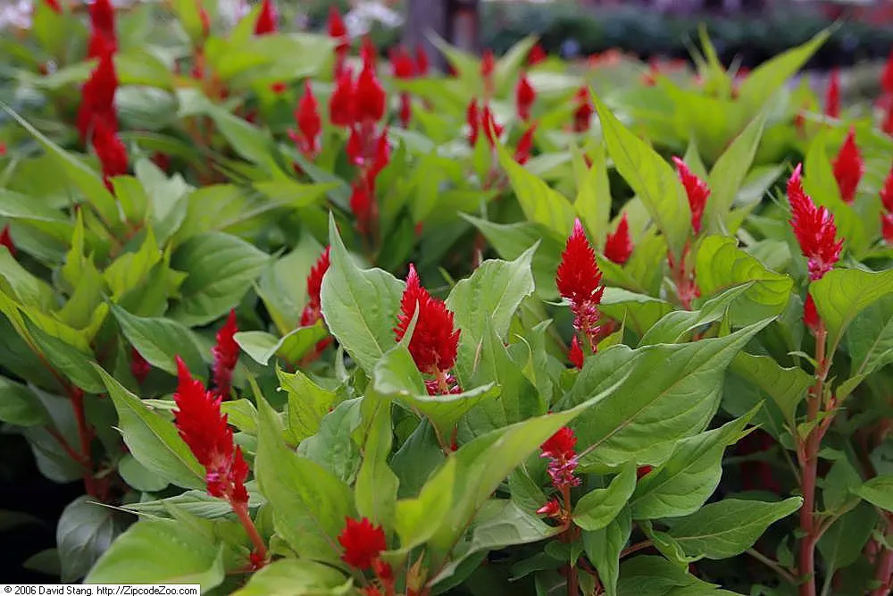 Cockscomb (Celosia Plumosa) — Prefers well-drained soil