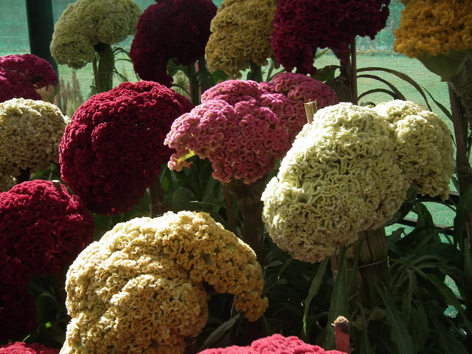 Cockscomb (Celosia Plumosa) — which can lead to root rot.<br><br>Low maintenance and relatively pest-free