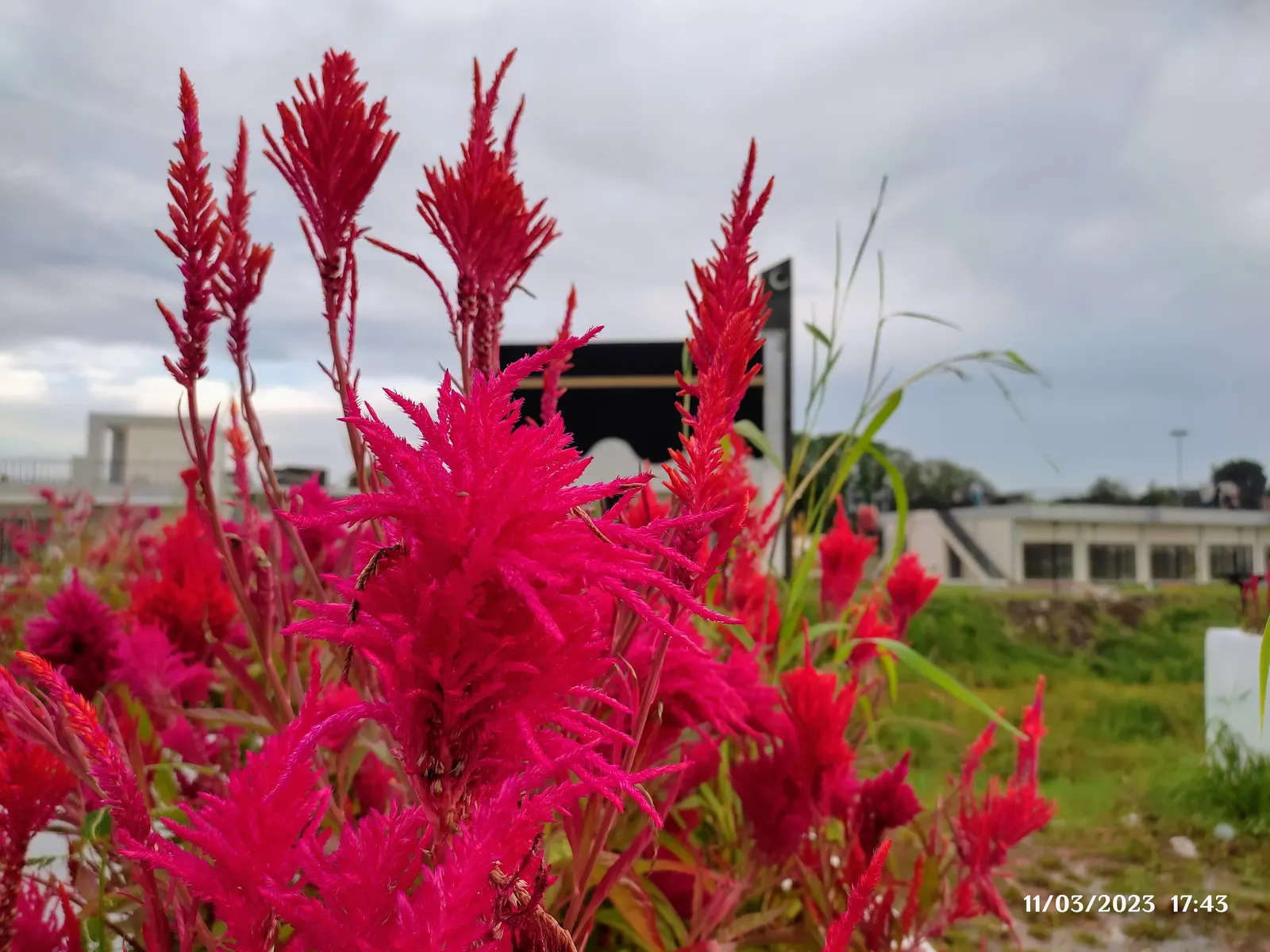Cockscomb (Celosia Plumosa) — requiring a minimum of 6 hours of direct sunlight per day; the plant prefers well-drained soil with a slightly acidic to neutral