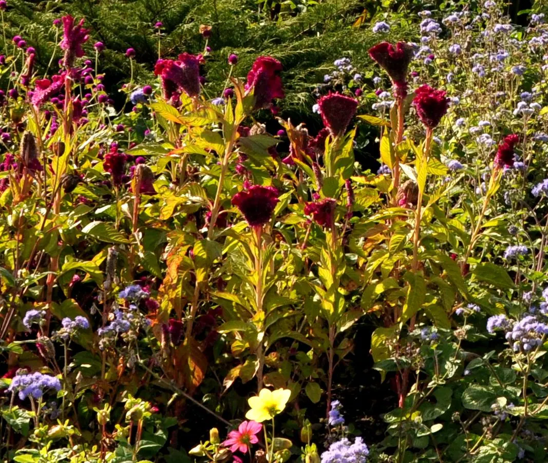 Cockscomb (Celosia Plumosa) — Easily reaching 1-2 feet tall, this sun-loving plant adds vertical drama and texture to beds and containers; reaching a height of